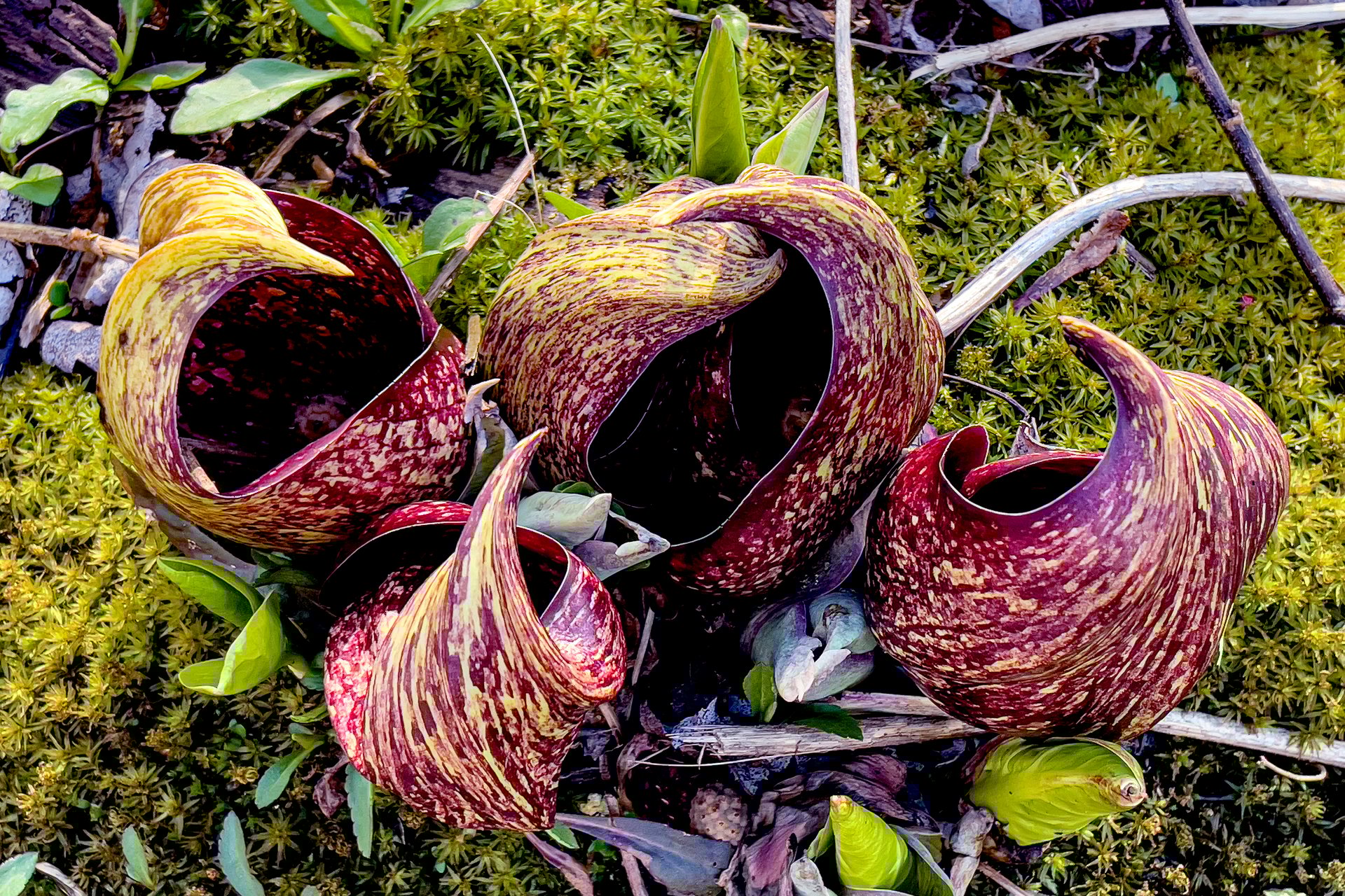 grouping of purple skunk cabbage