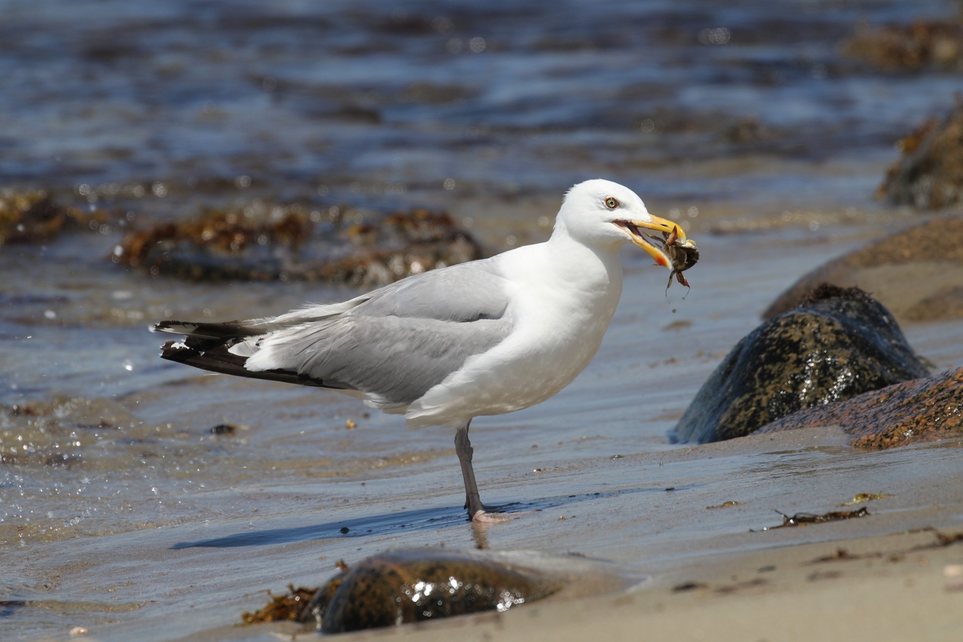 Herring Gull with crab in it's mouth
