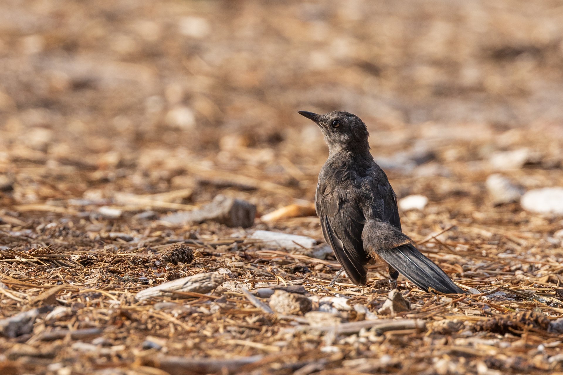 Gray Catbird on ground