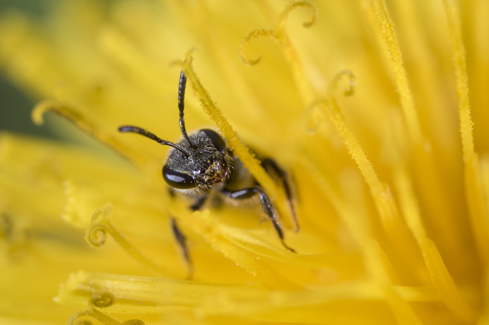 insect in yellow flower
