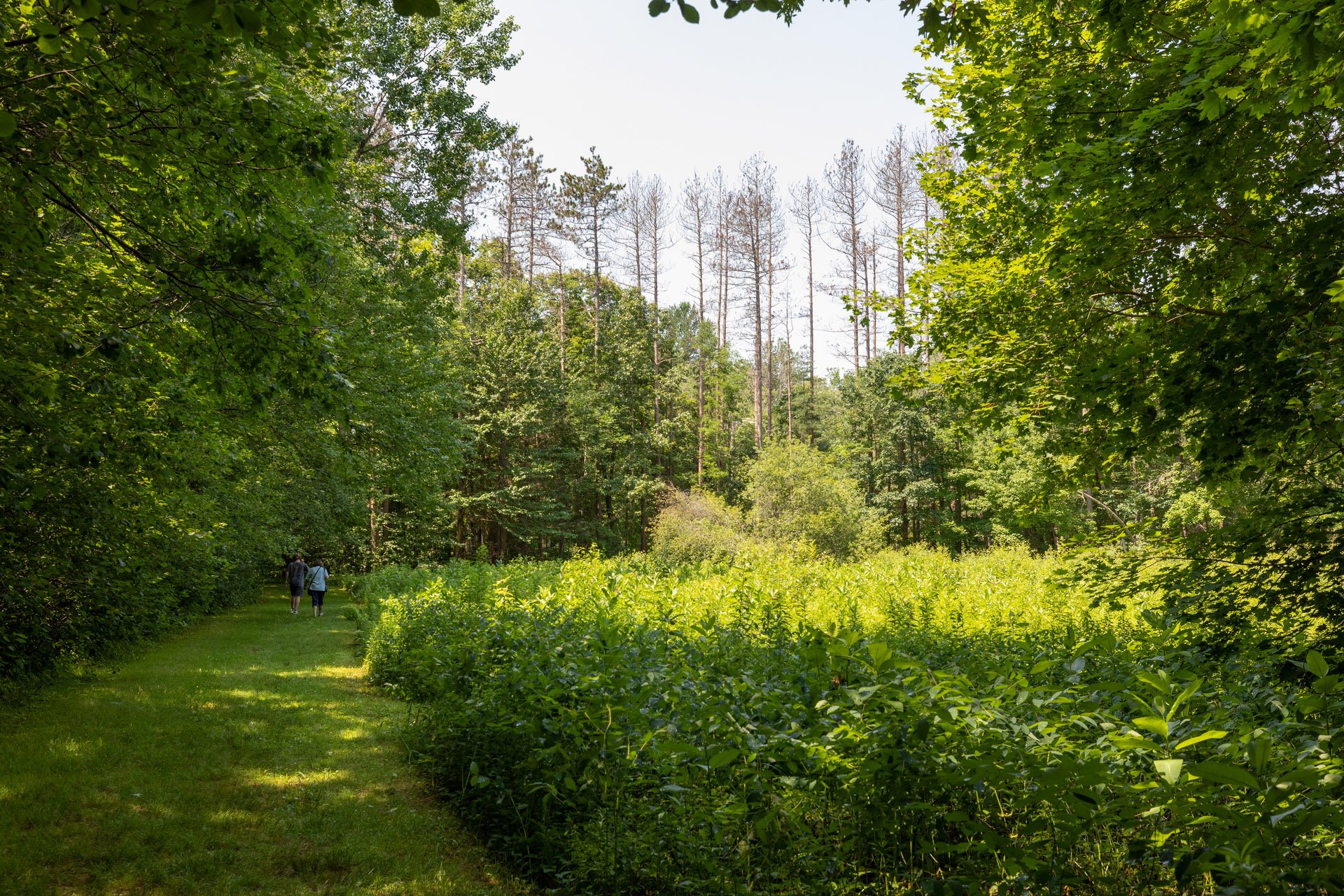 Two people walk on a grassy path on the edge of a forest. Green vegetation covers the opposite site of the trail.