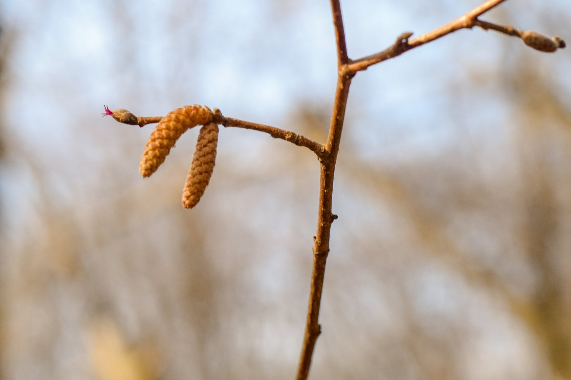 Close up of two plant buds on stick