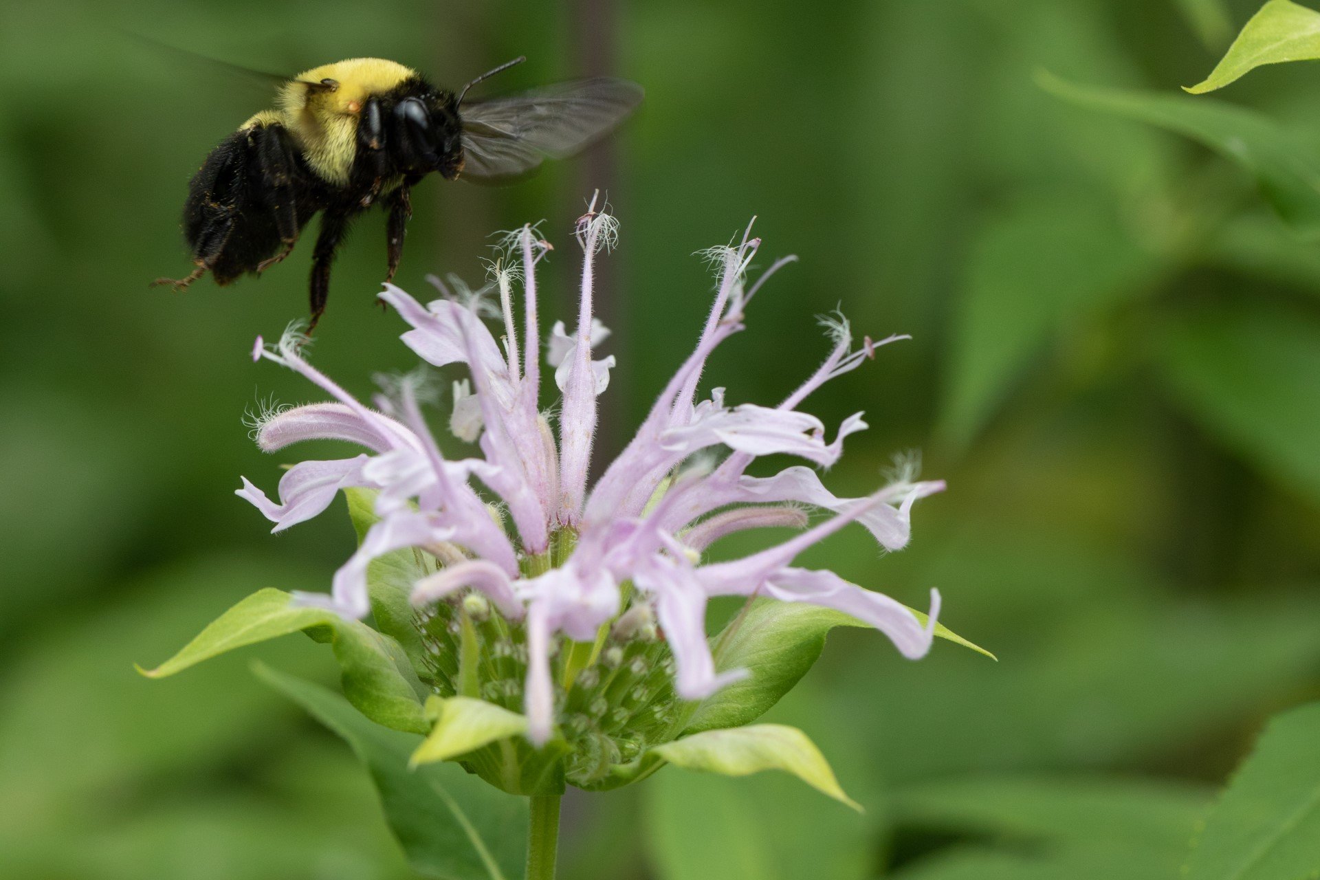 bee approaching purple flower