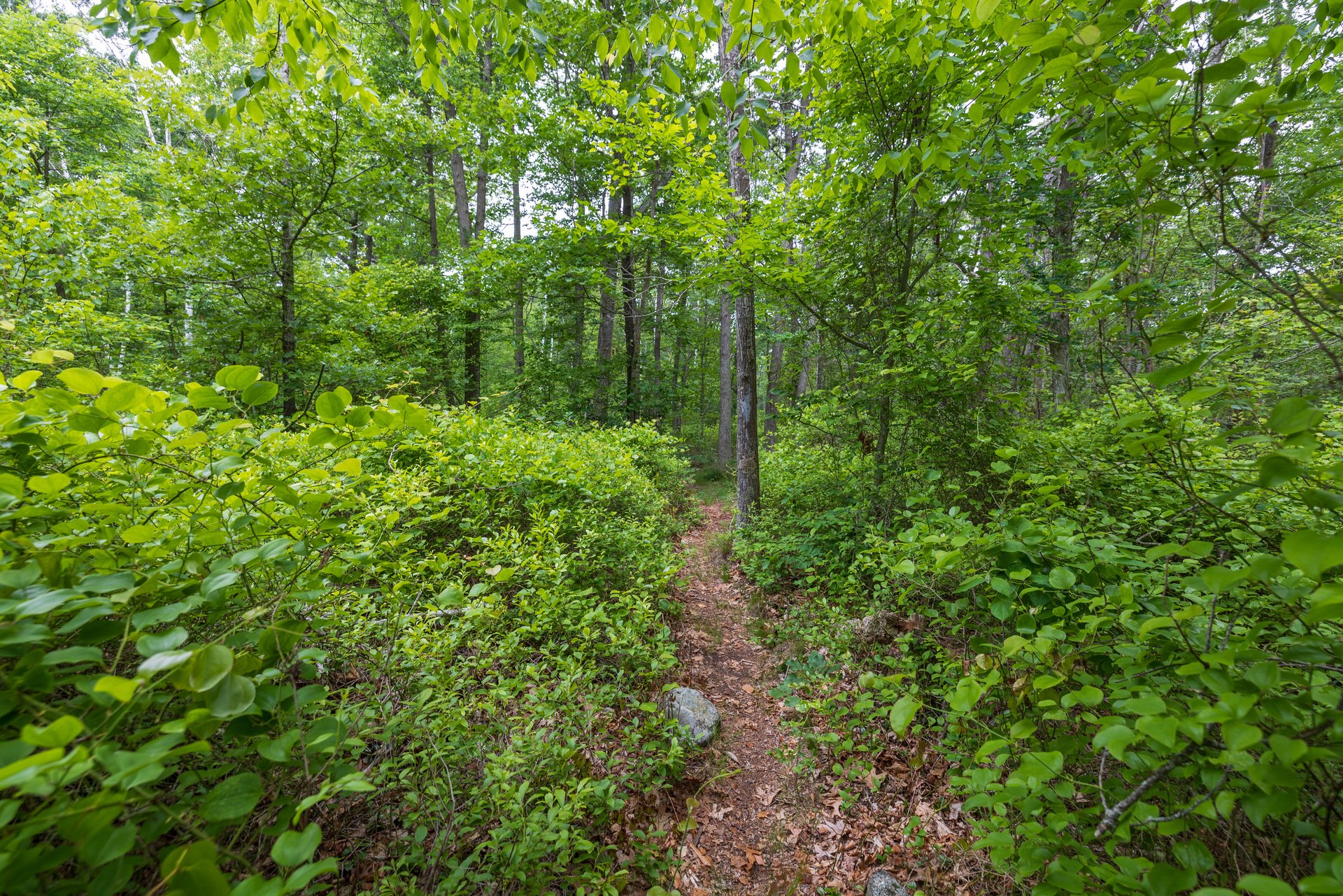 Narrow trail through a lush green forest