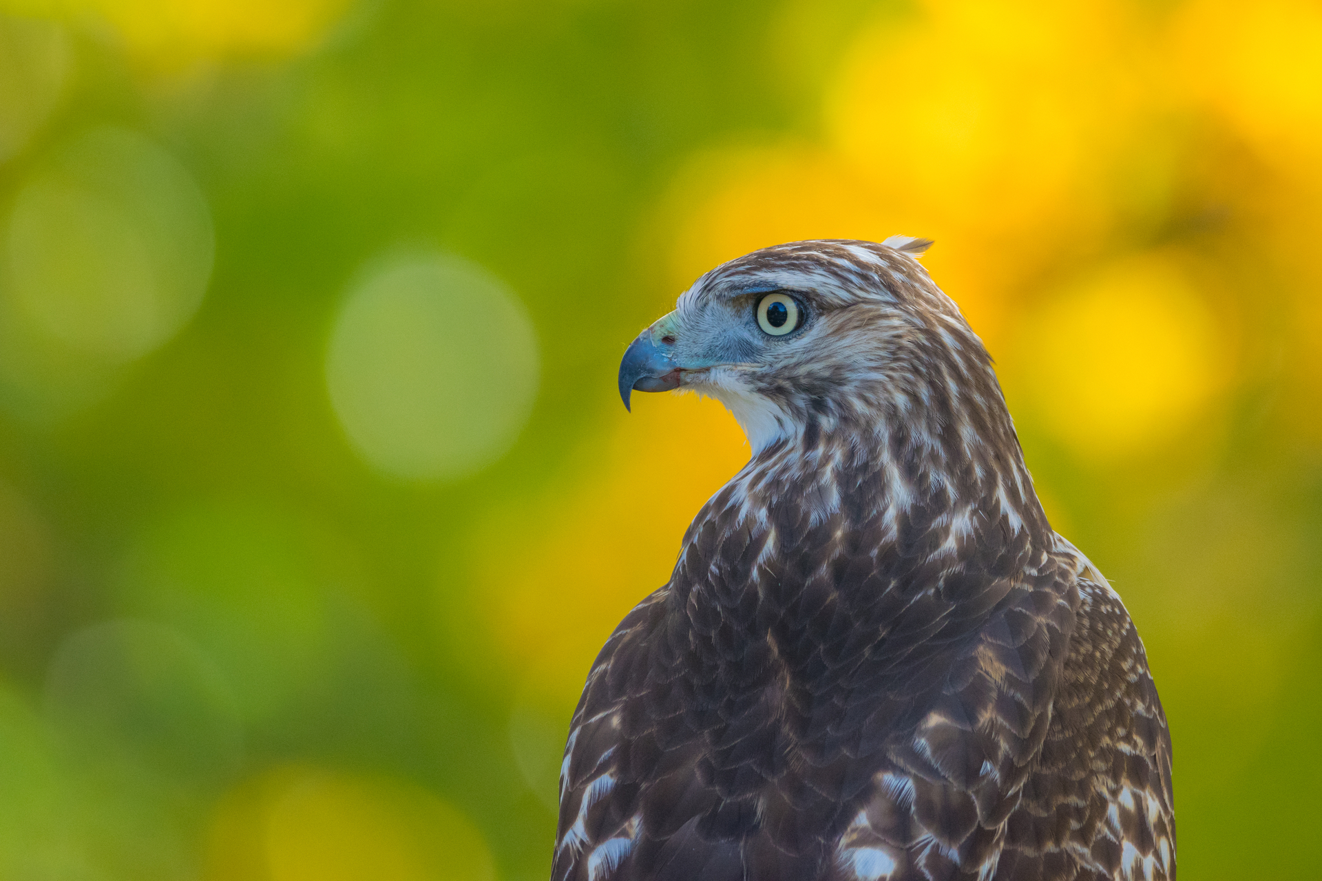 up close of red tailed hawk face
