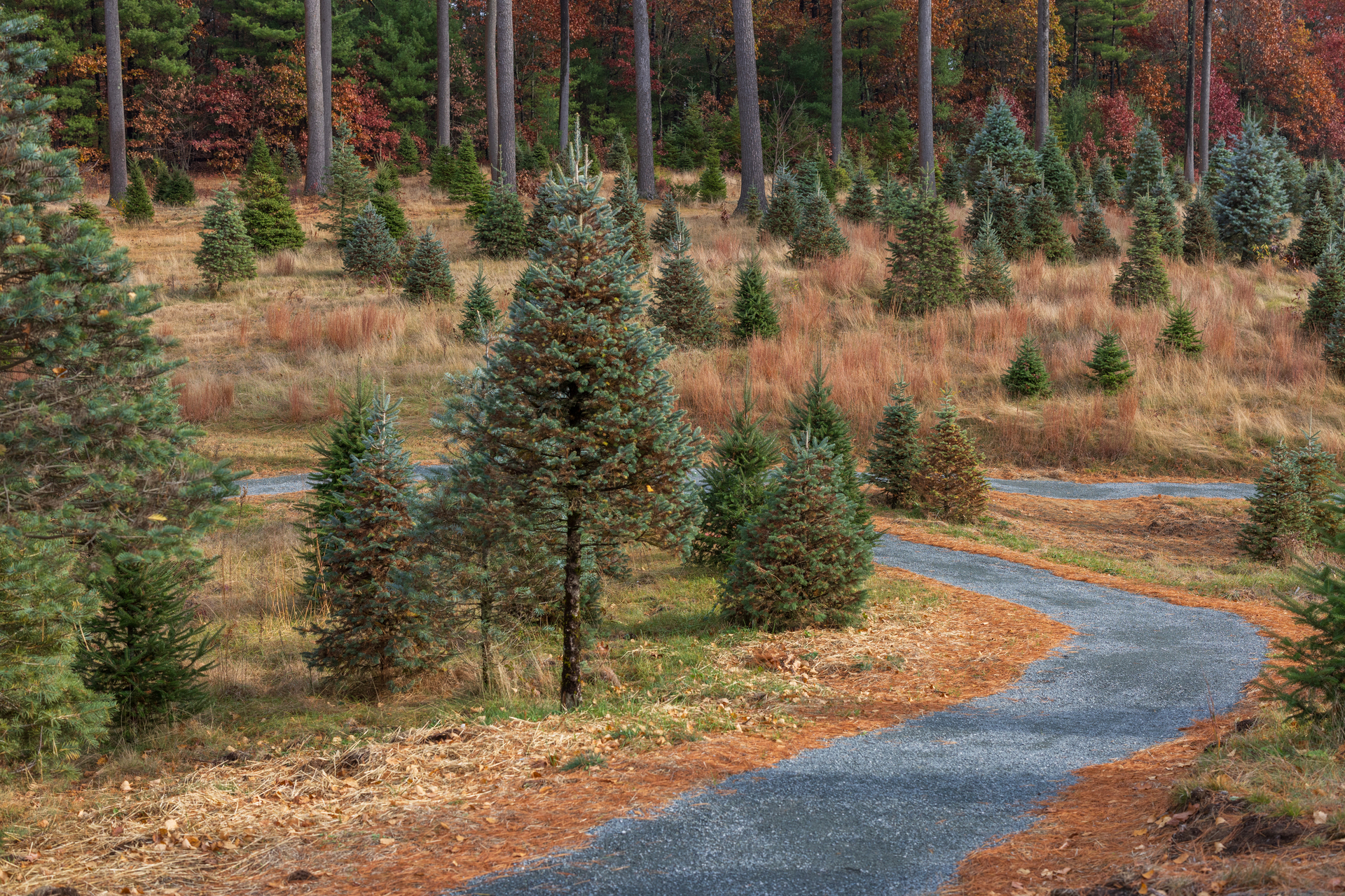 Gravel trail winding through a field of Christmas trees