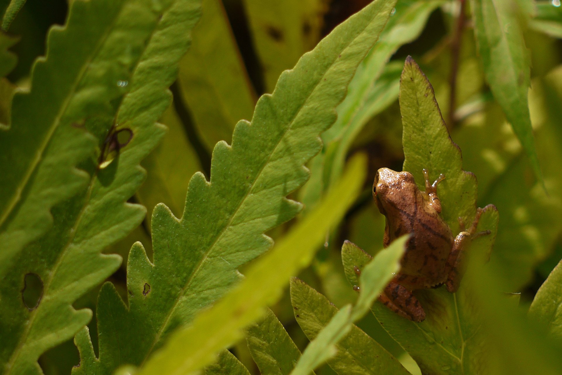 spring peeper on leaf