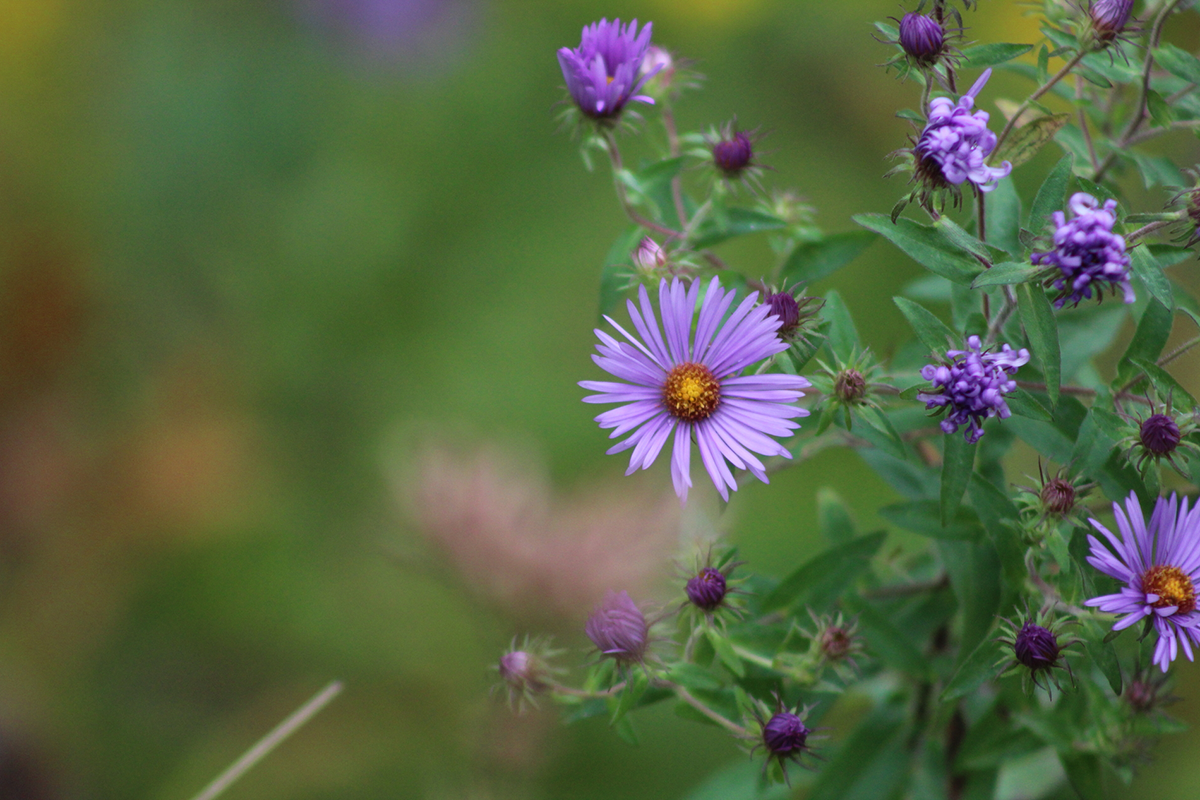 Purple aster flowers with a brown and yellow center.