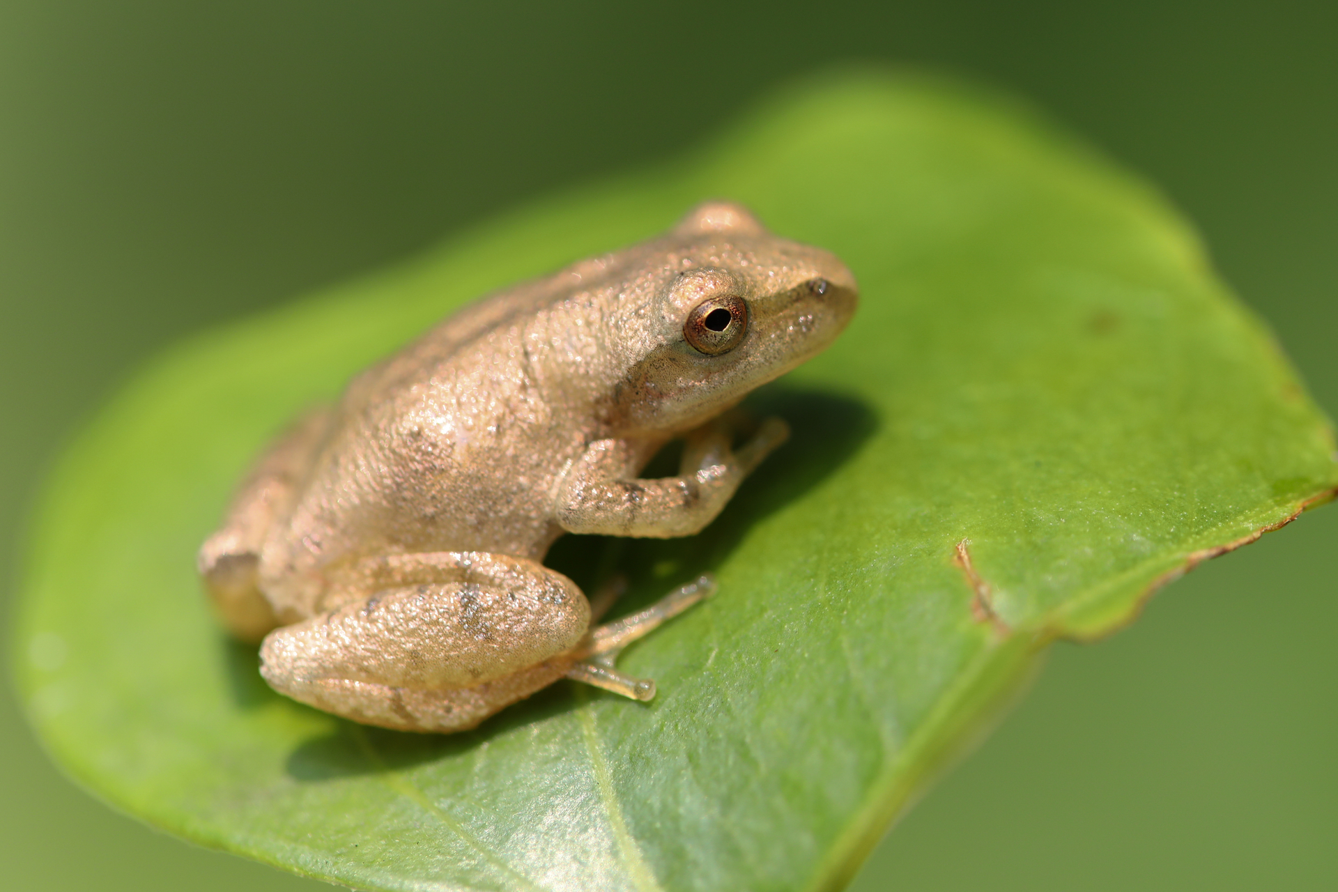 A small, tan frog rests on a leaf.