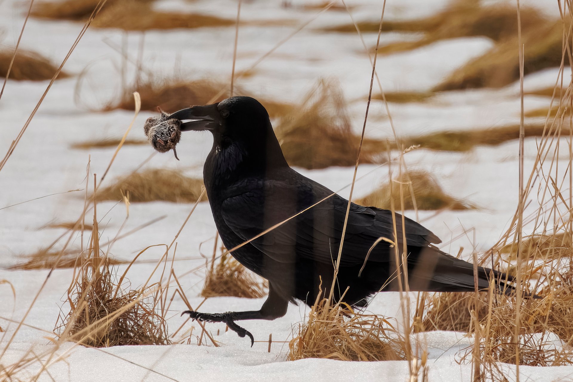 Raven with mouse in its mouth walking across marsh