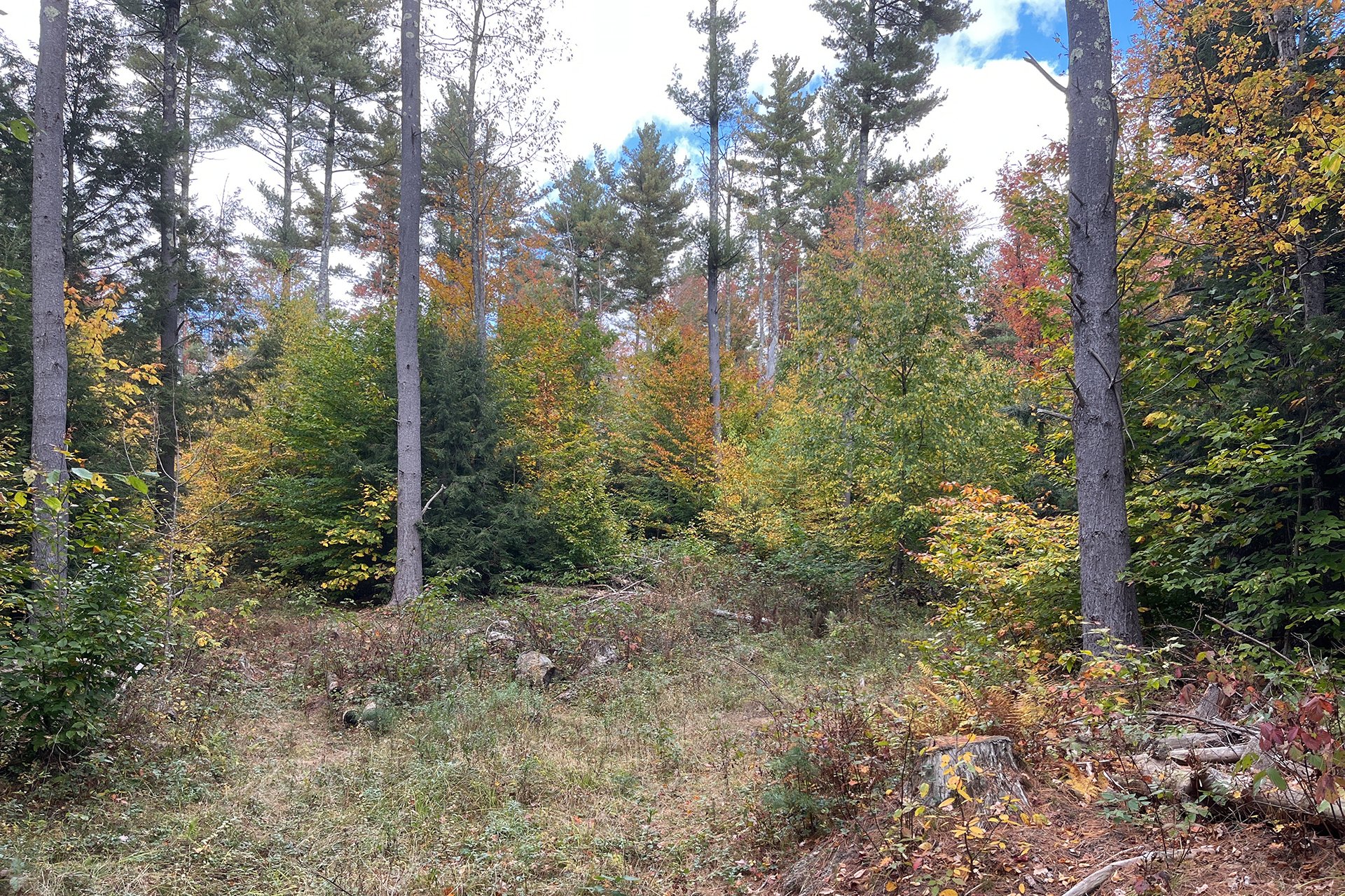 Landscape depicting a small clearing amidst trees of varying heights