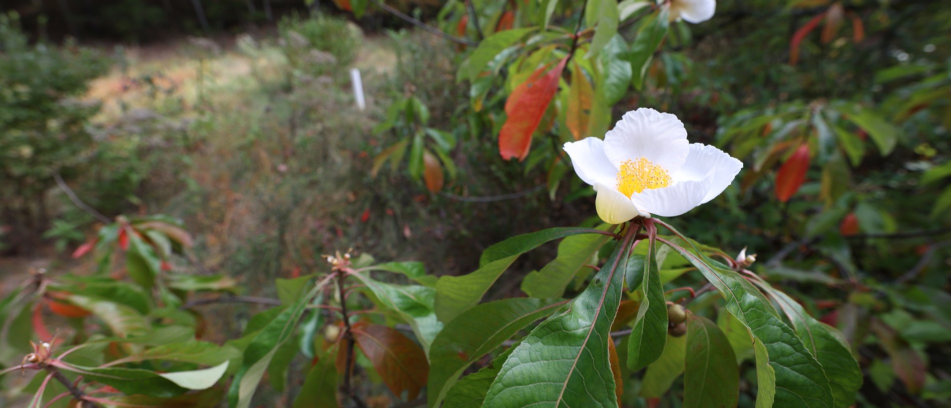 White bloom of the rare Franklinia tree
