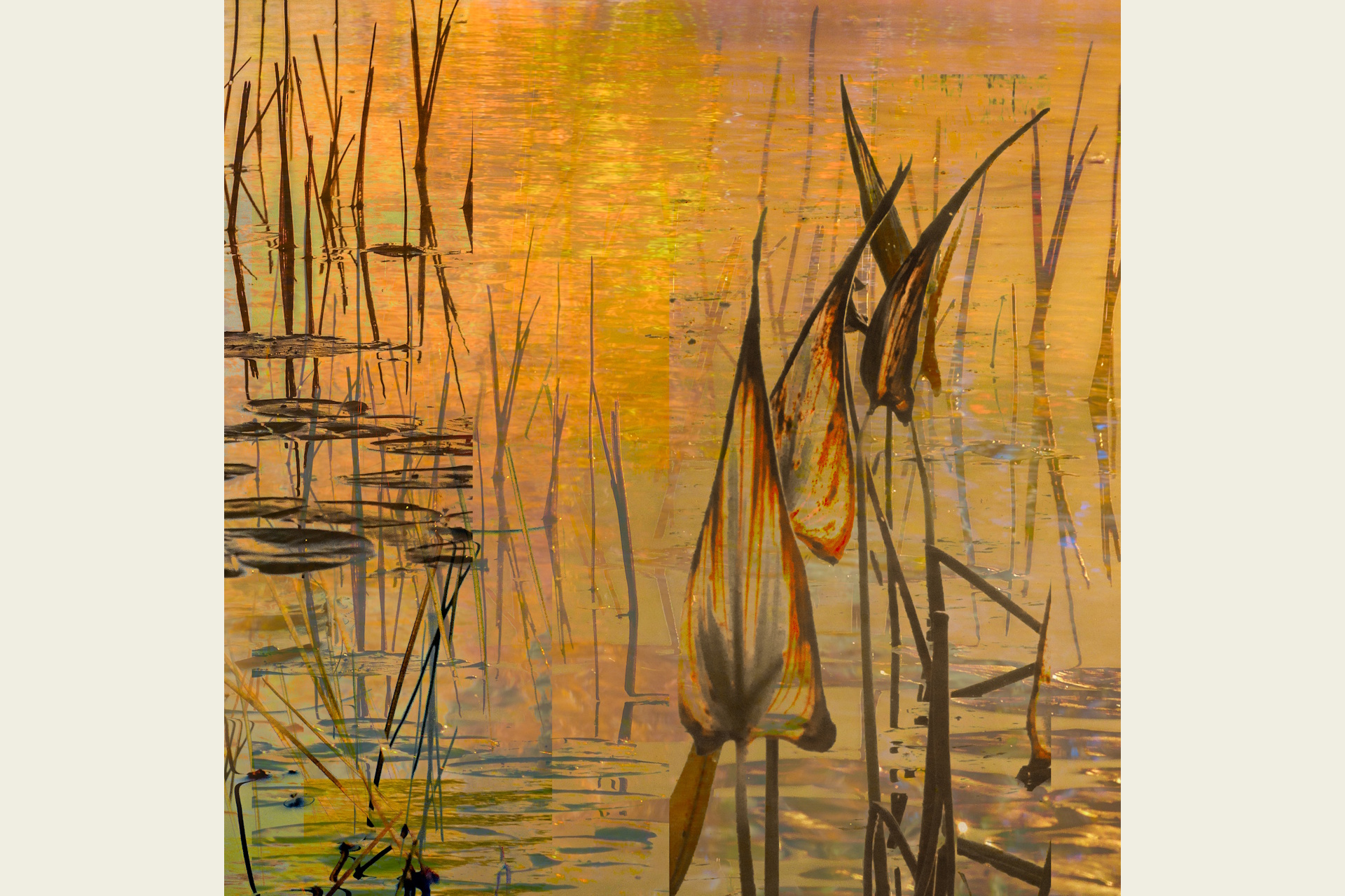 Photograph of large-leafed plants on a pond at sunset