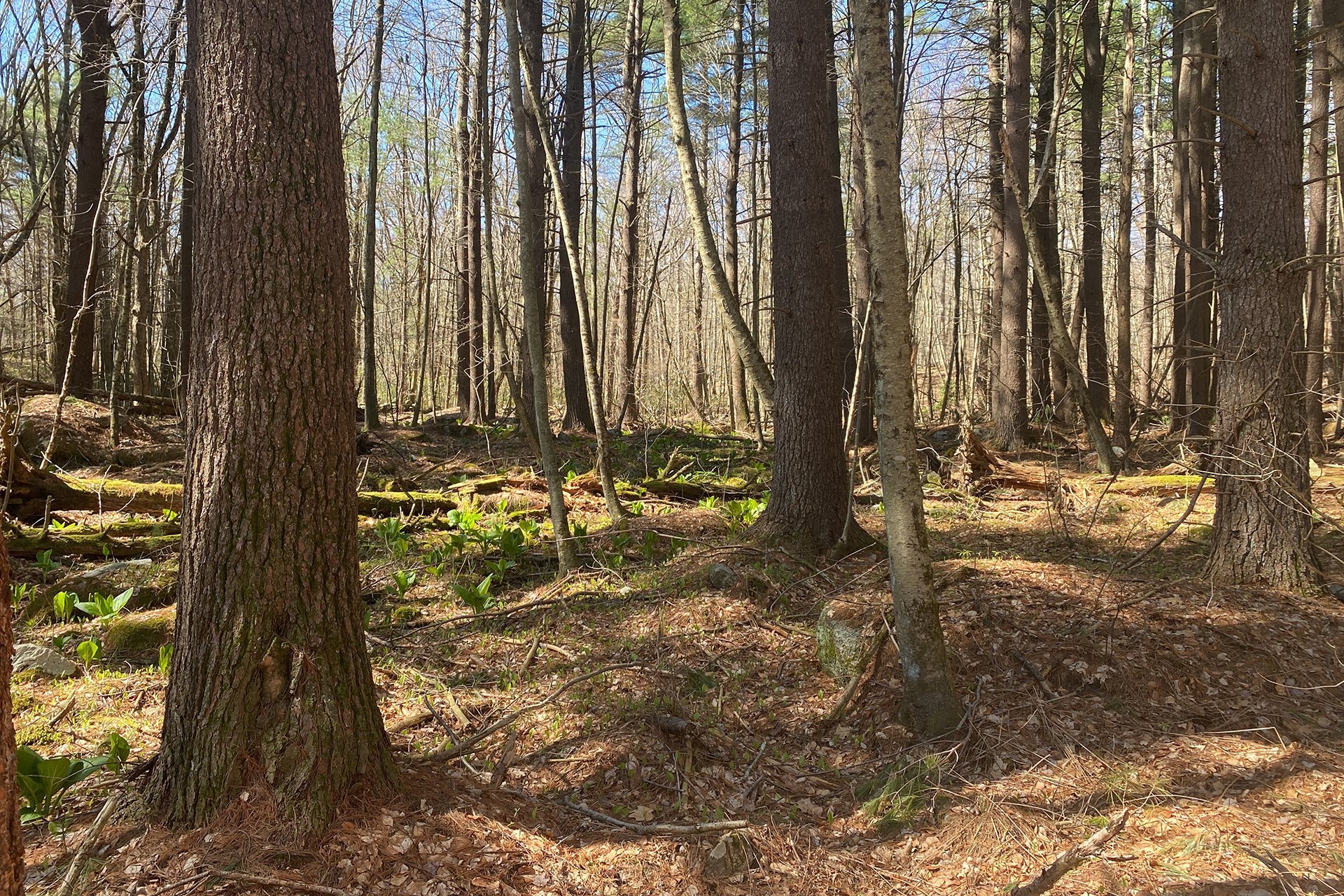 Portion of forest at Oxford Woods