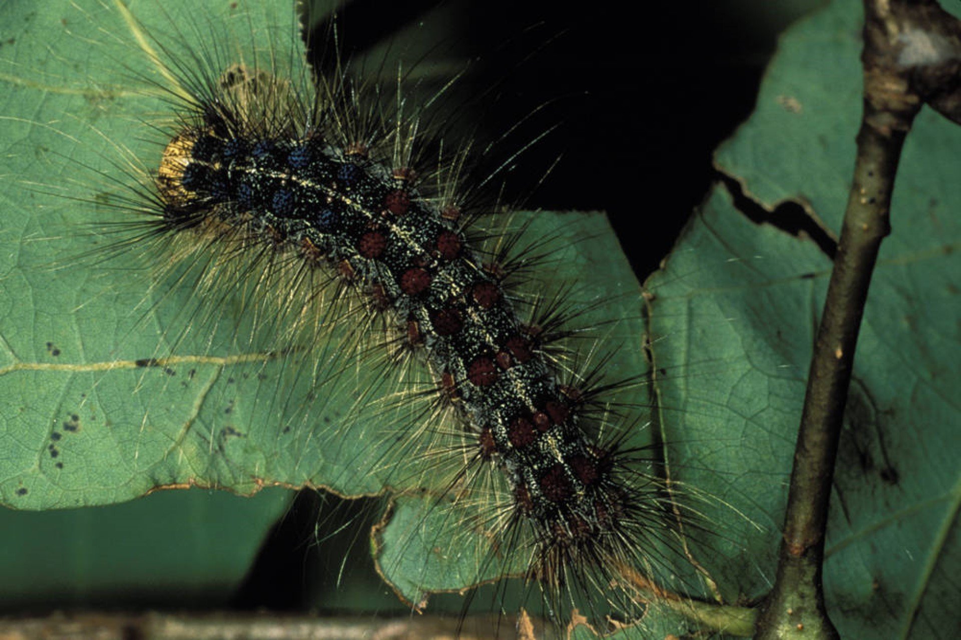 black furry caterpillar on leaf