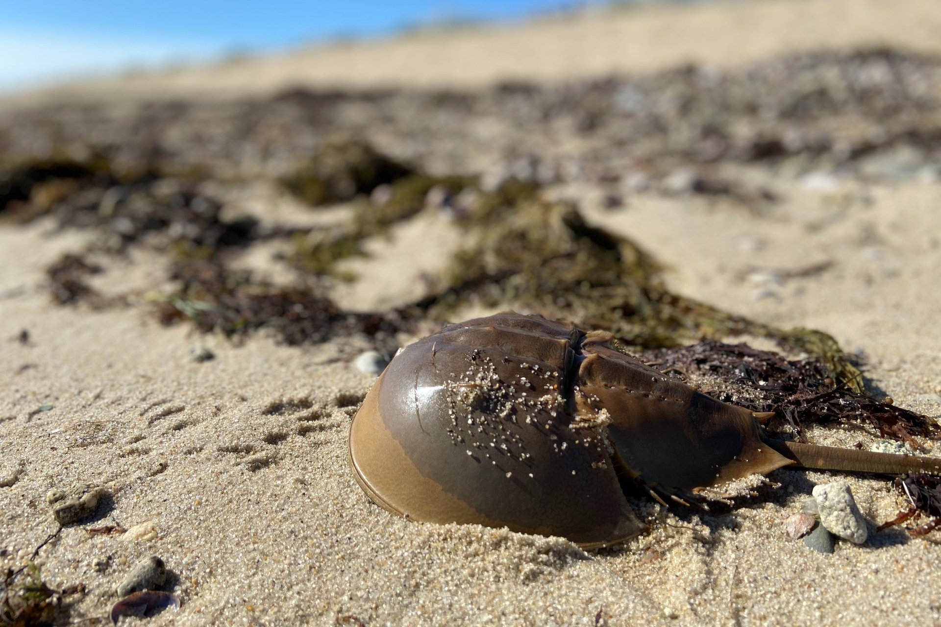 A horseshoe crab lounges on the beach, surrounded by seaweed
