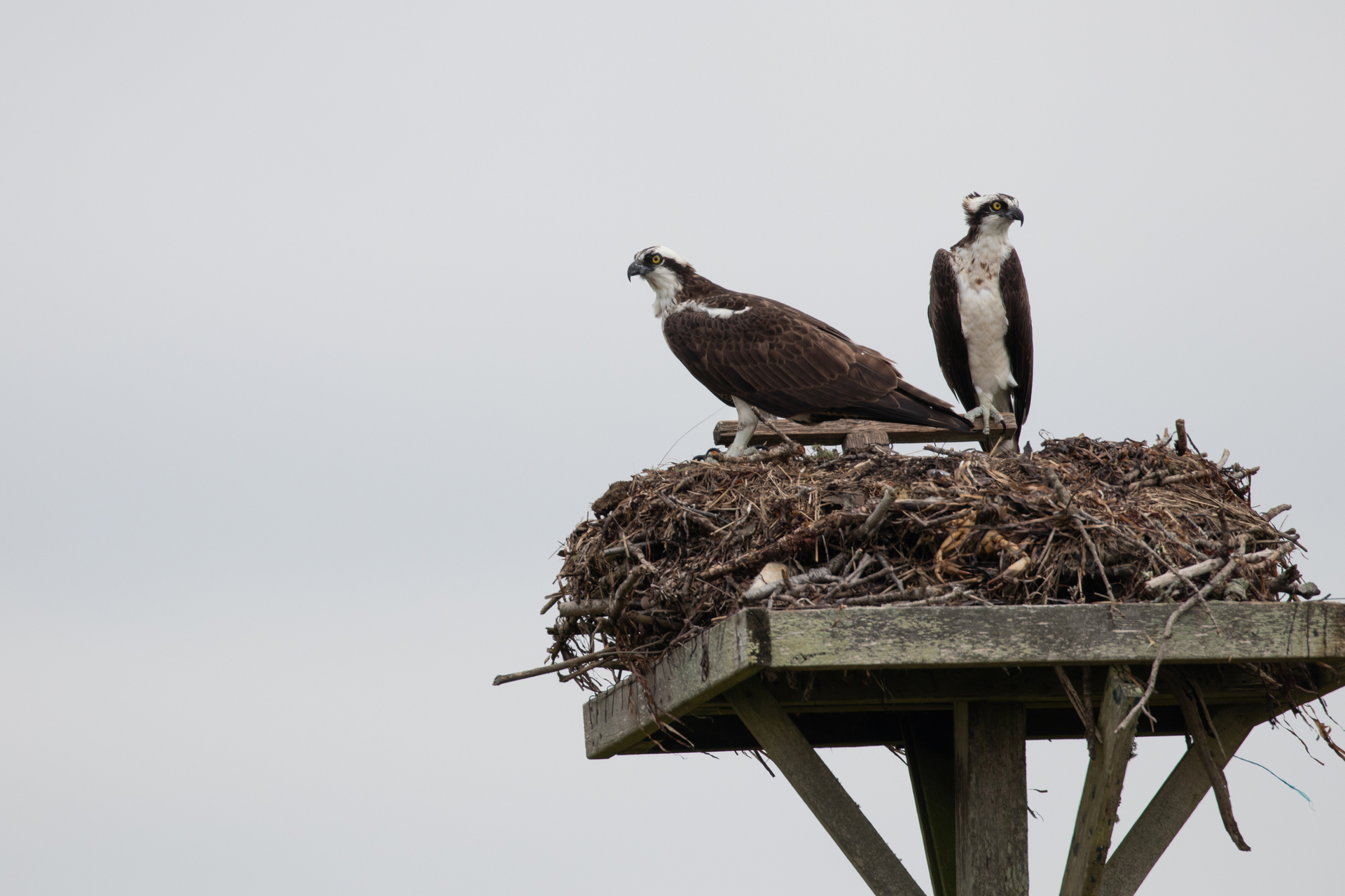 Two osprey in nest