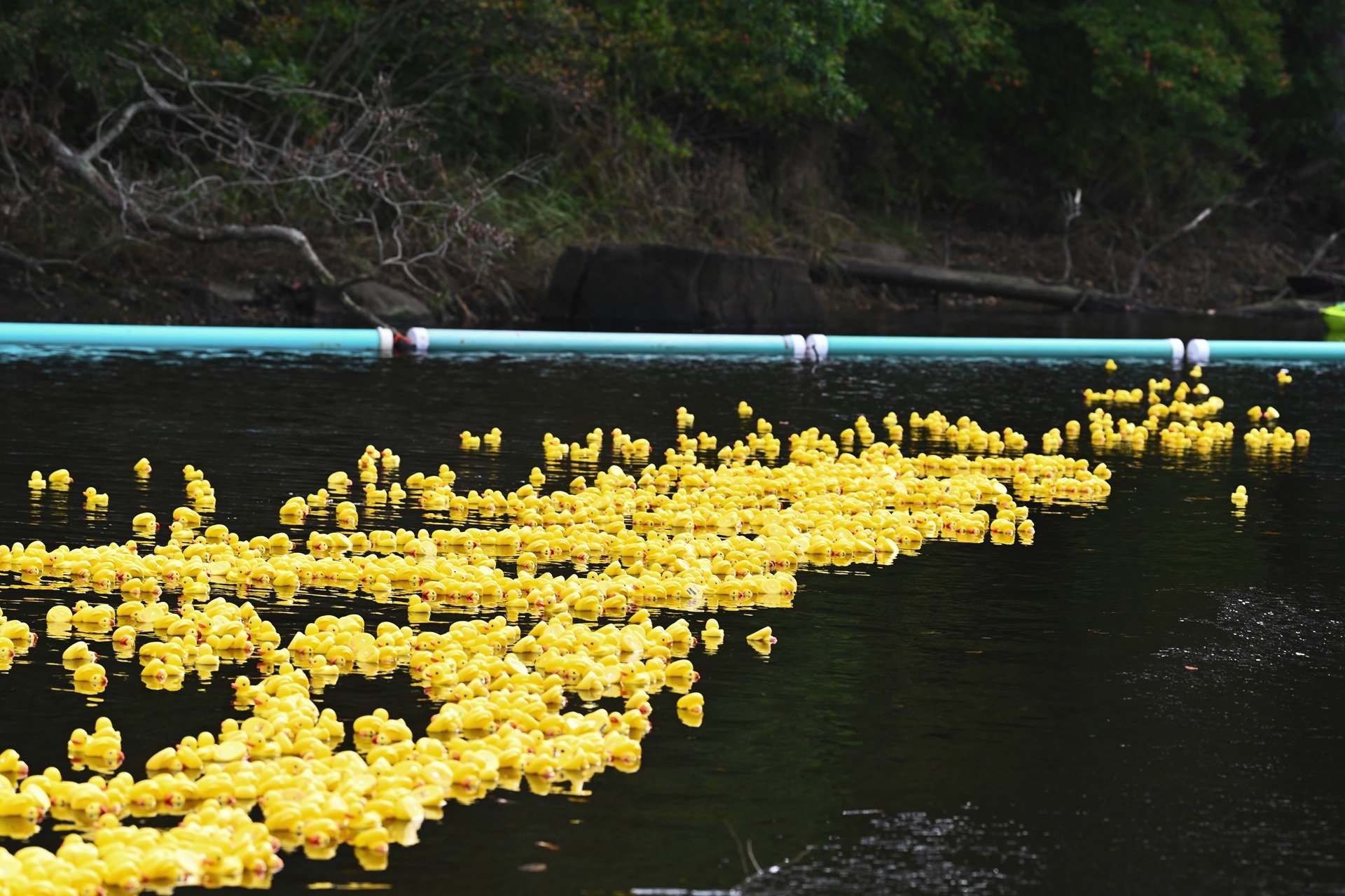 Rubber ducks floating on water