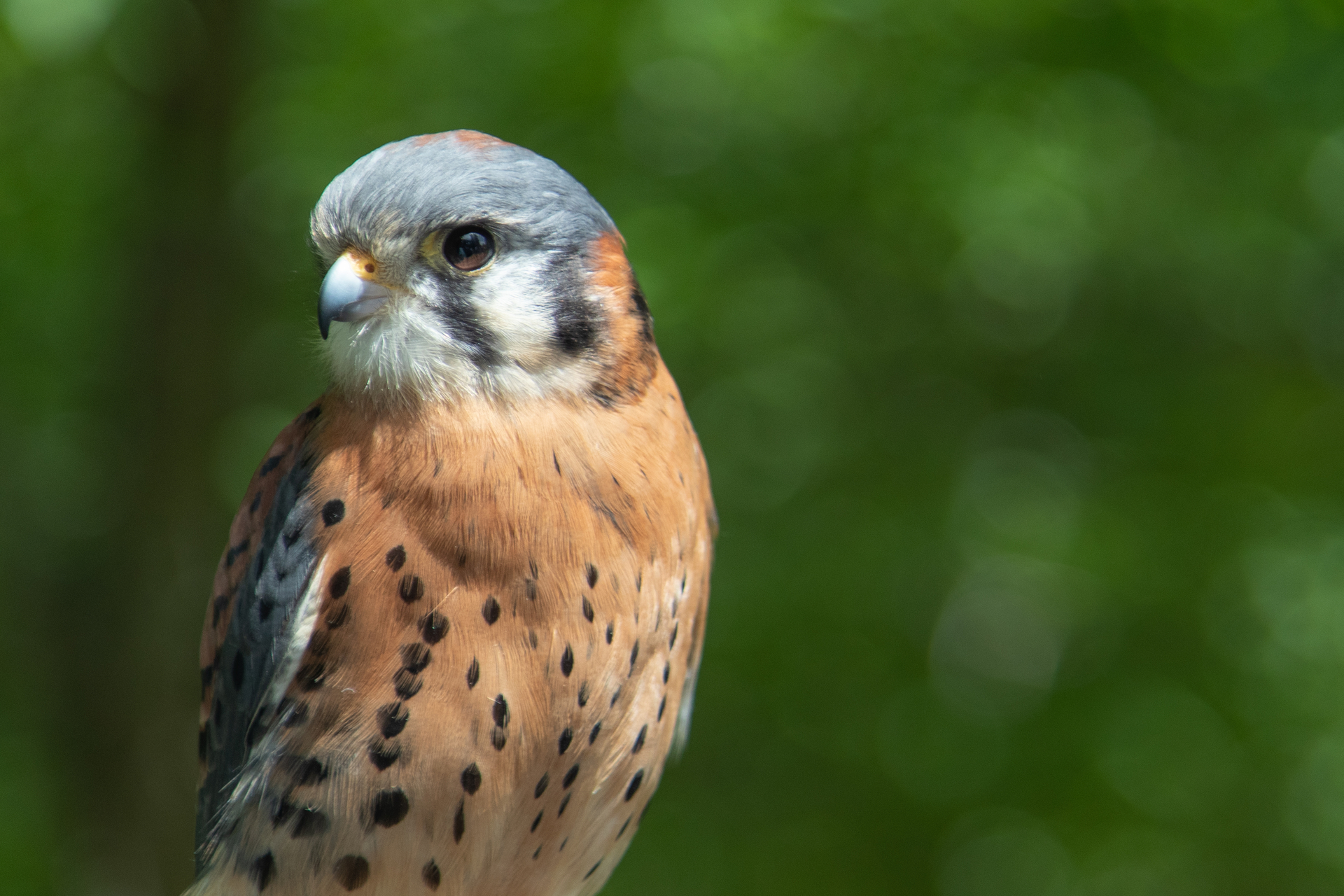 American Kestrel close up