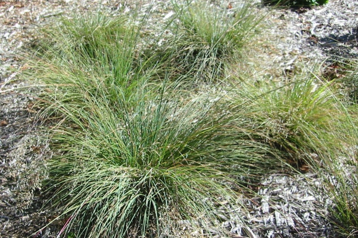 bunches of grass growing outdoors