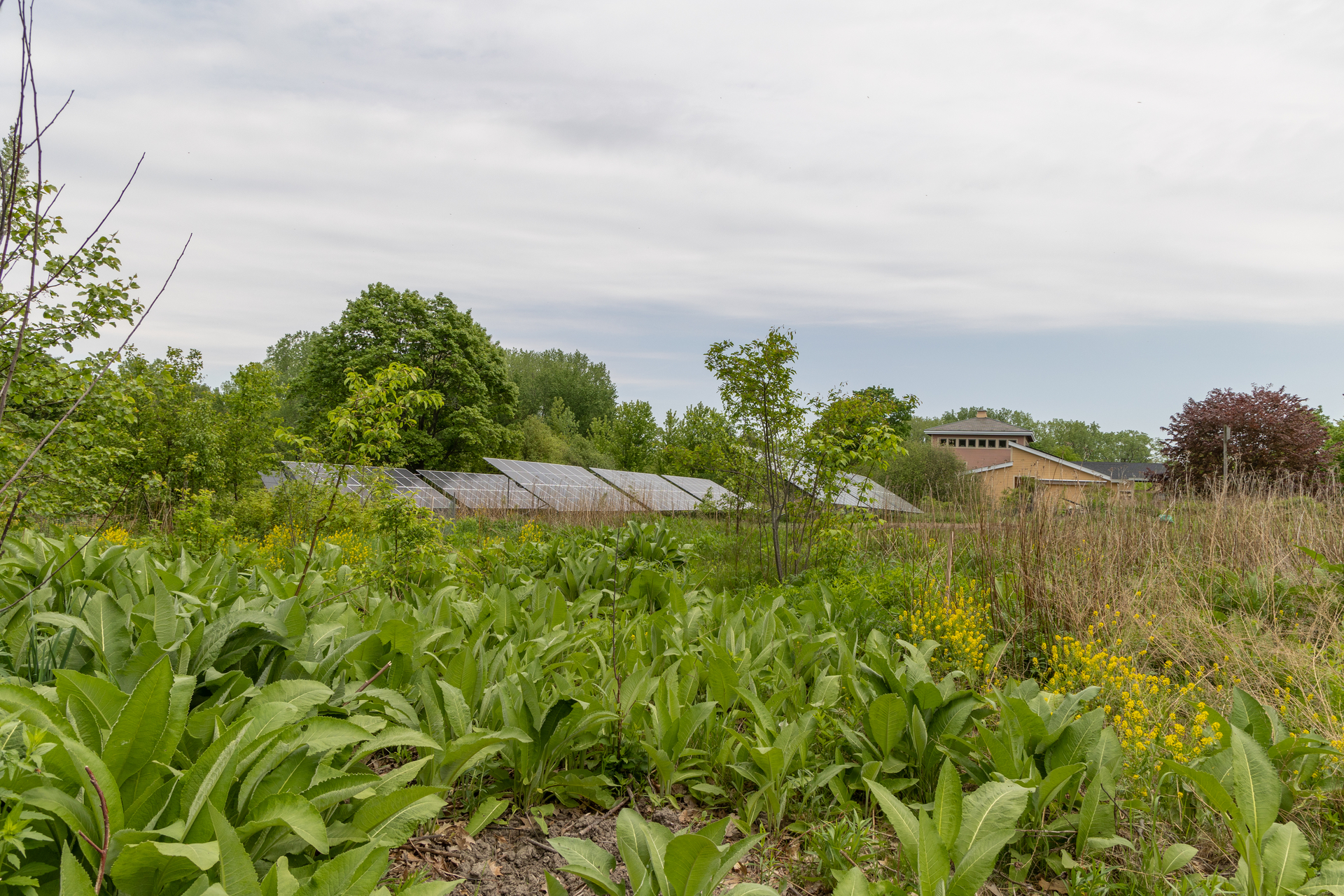 Green foliage and yellow flowers lead up to solar panels and a building at Boston Nature Center.