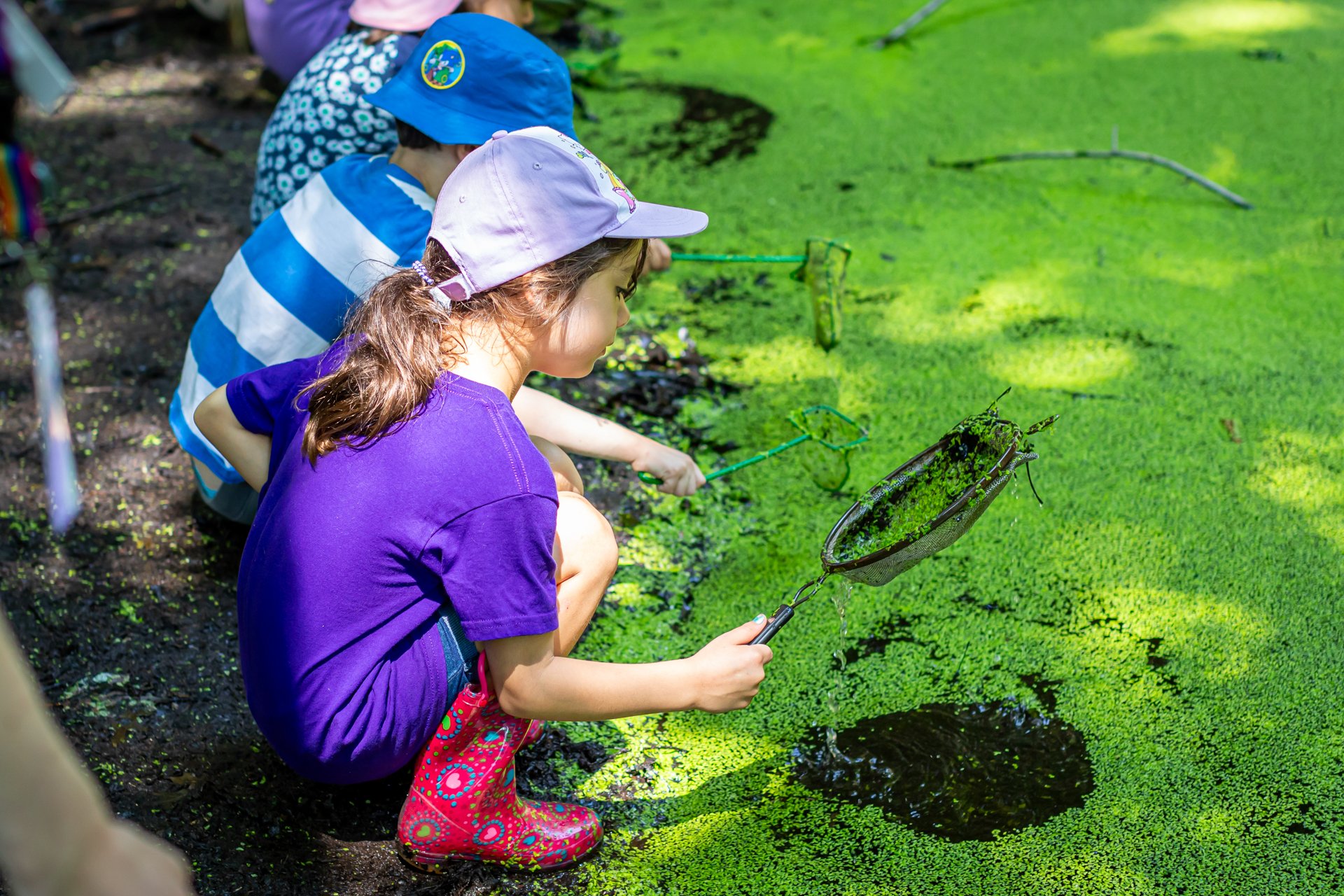 Campers at Arcadia Nature Camp crouching beside water that is thick with duckweed, using dip nets and strainers to look for aquatic wildlife