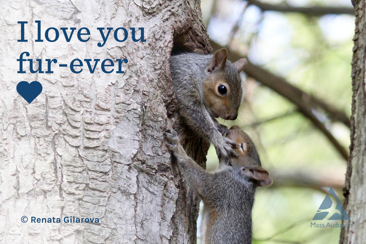 Valentine eCard of Squirrels
