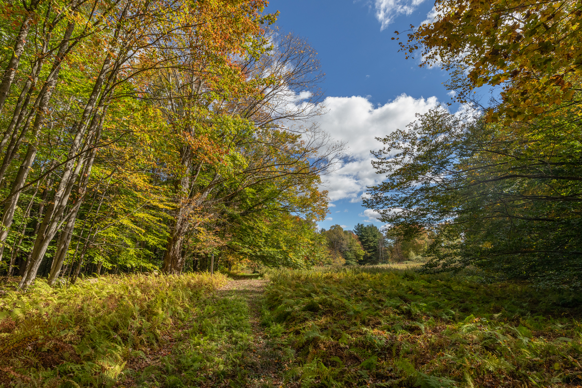 A path in an opening of a forest. Trail surrounded by green and brown ferns.