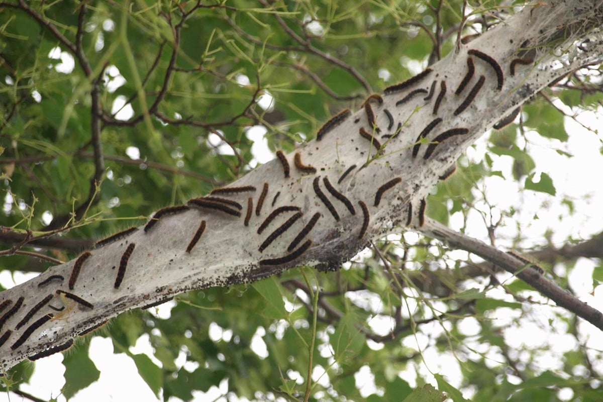 tent caterpillars