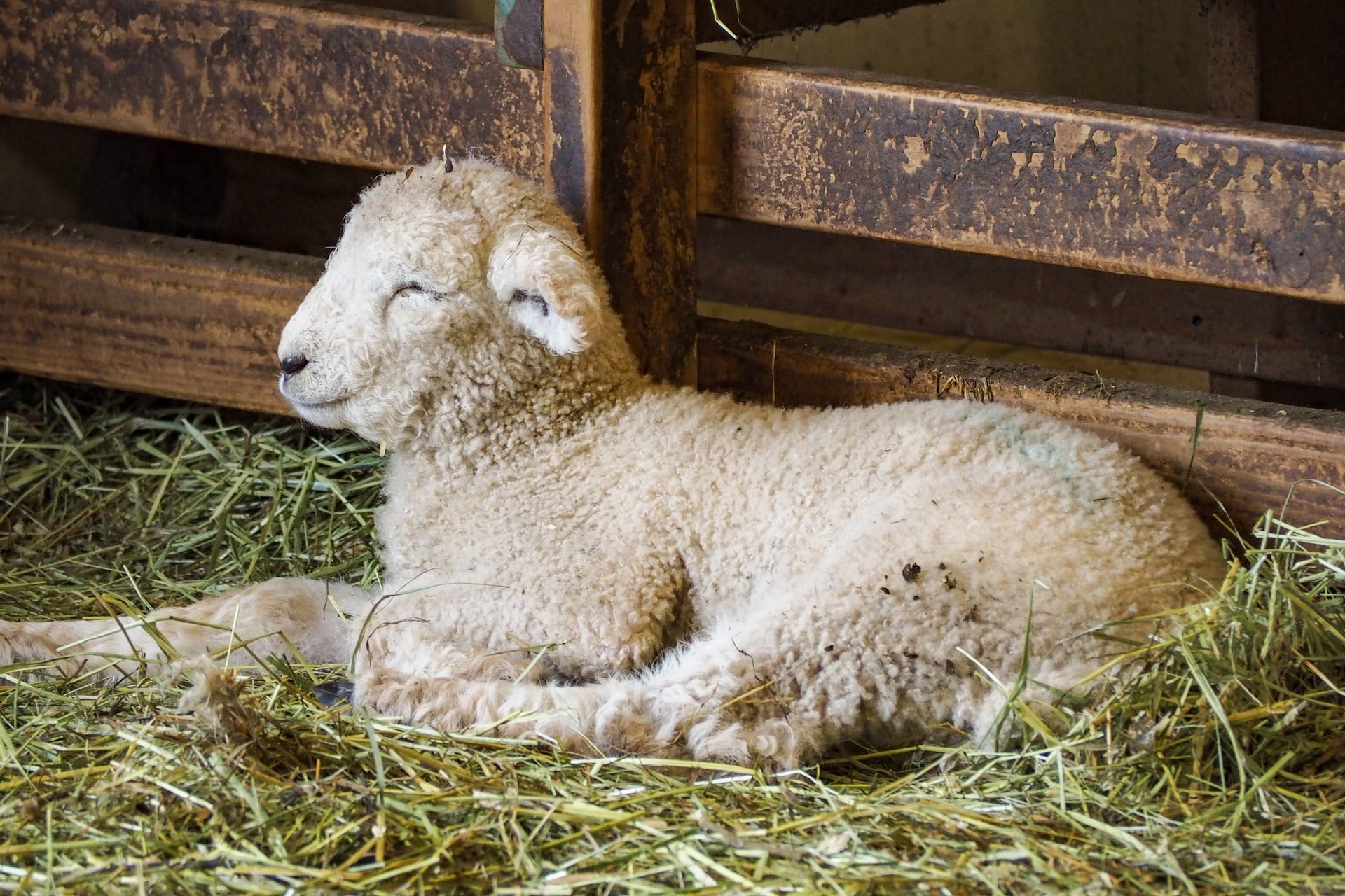 Lamb resting in barn