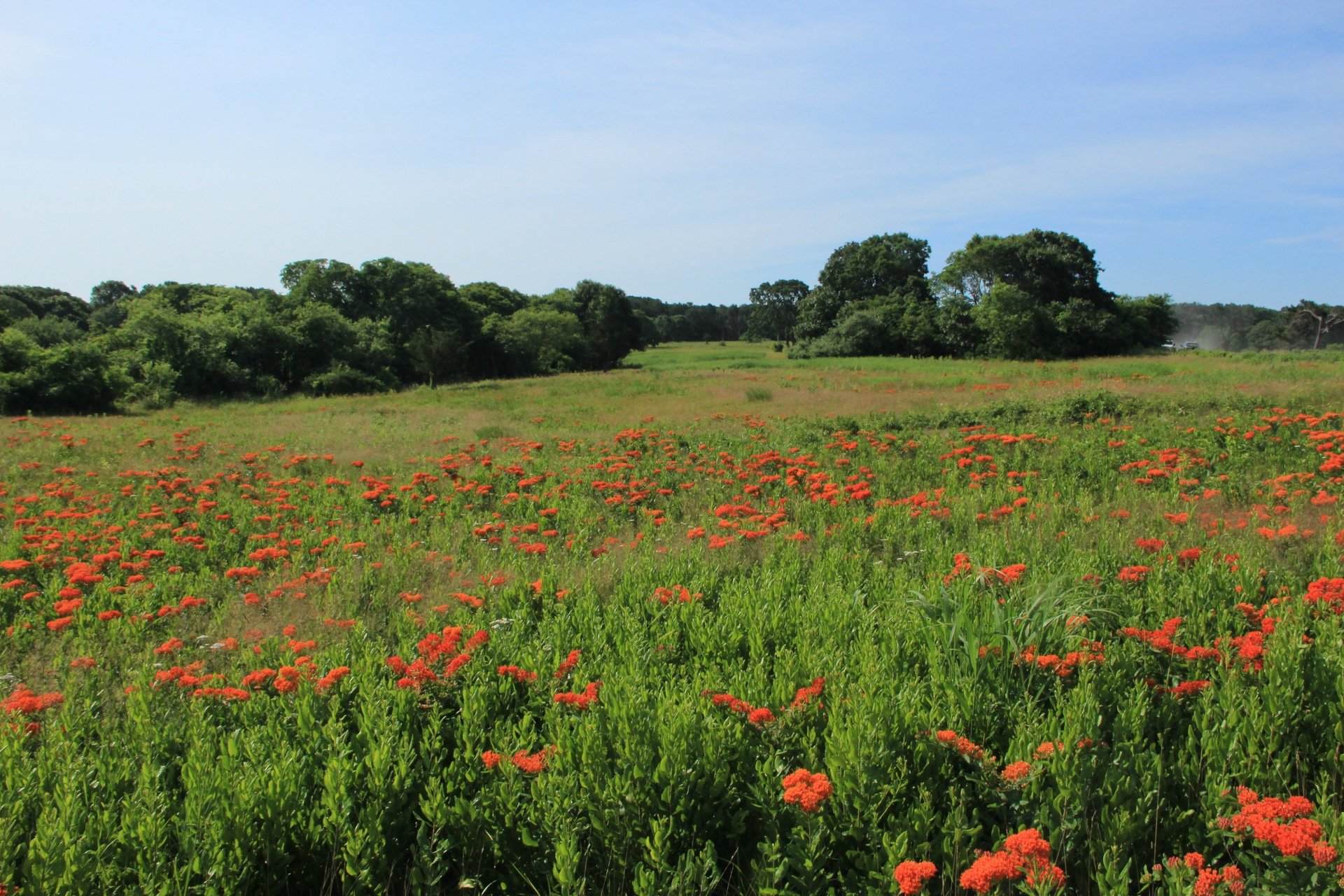 A grassy meadow with pink flowers.