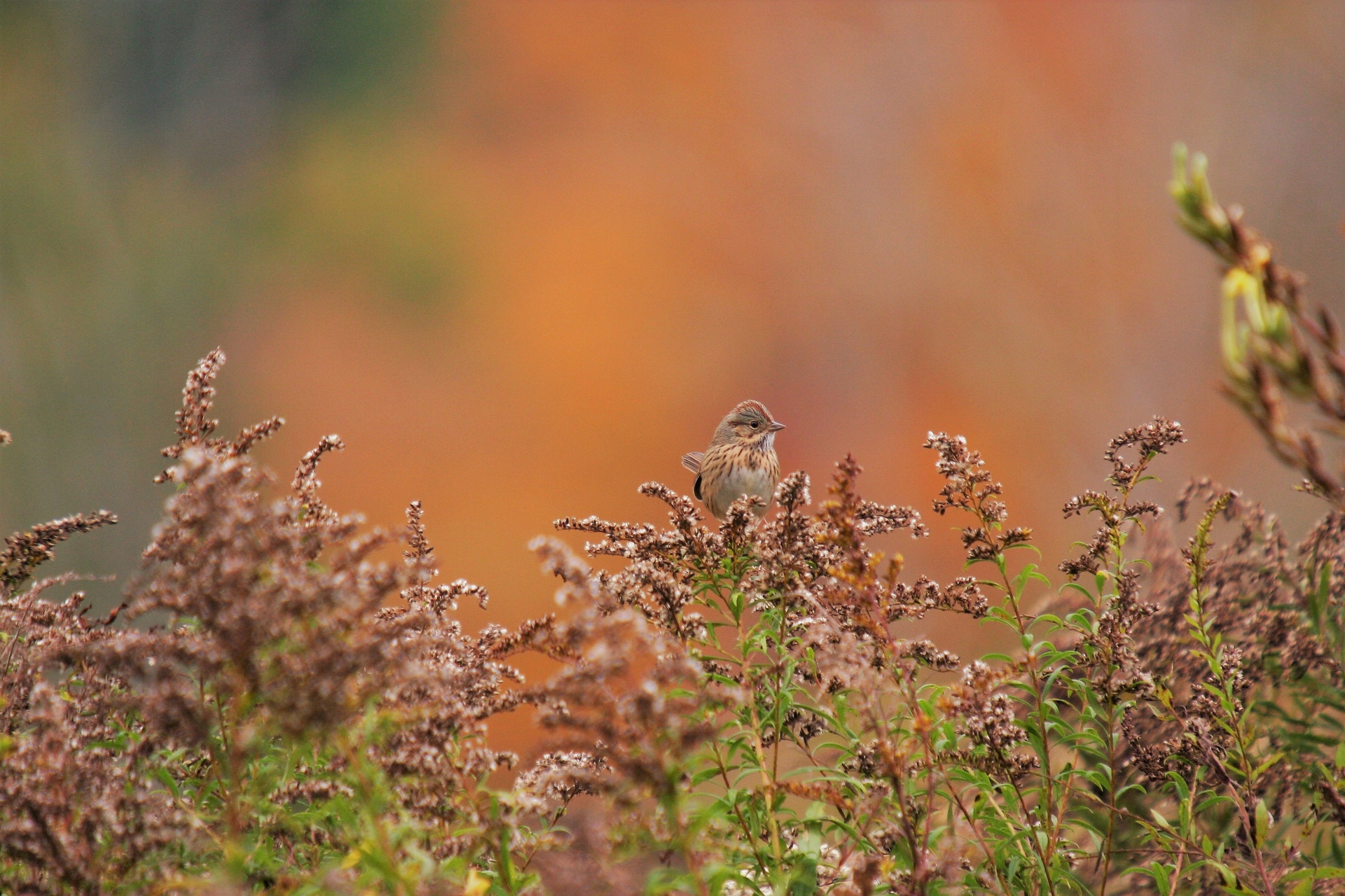 Bird in branches among fall colors