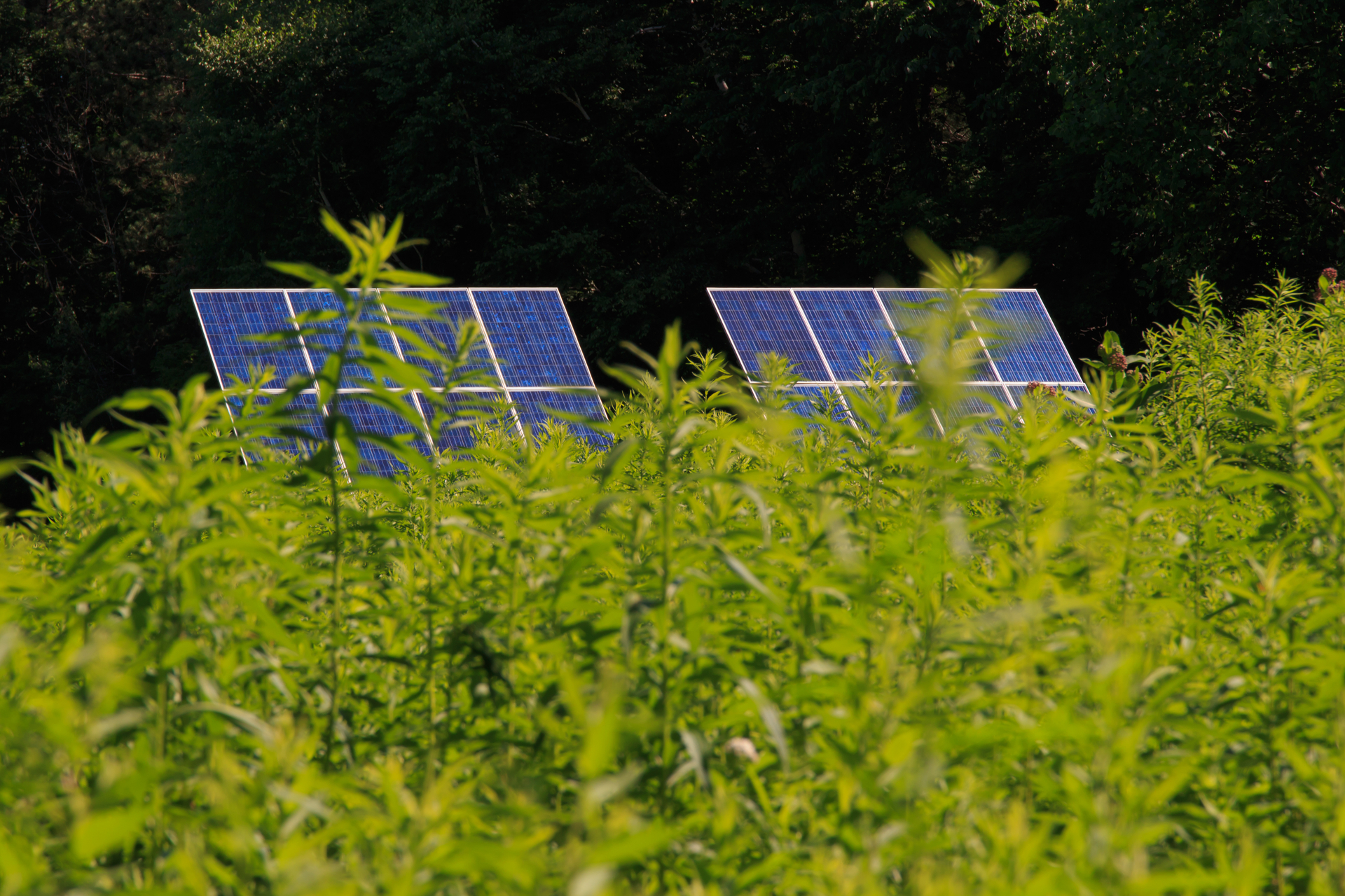 Two solar panel arrays behind a field of shrubs