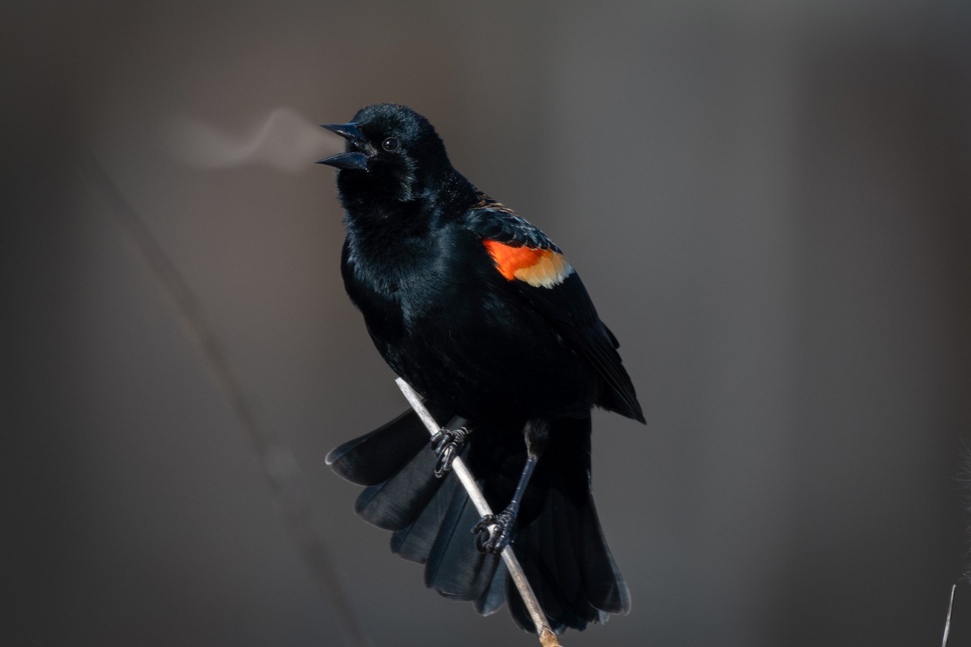 Red-winged blackbird with breath marks