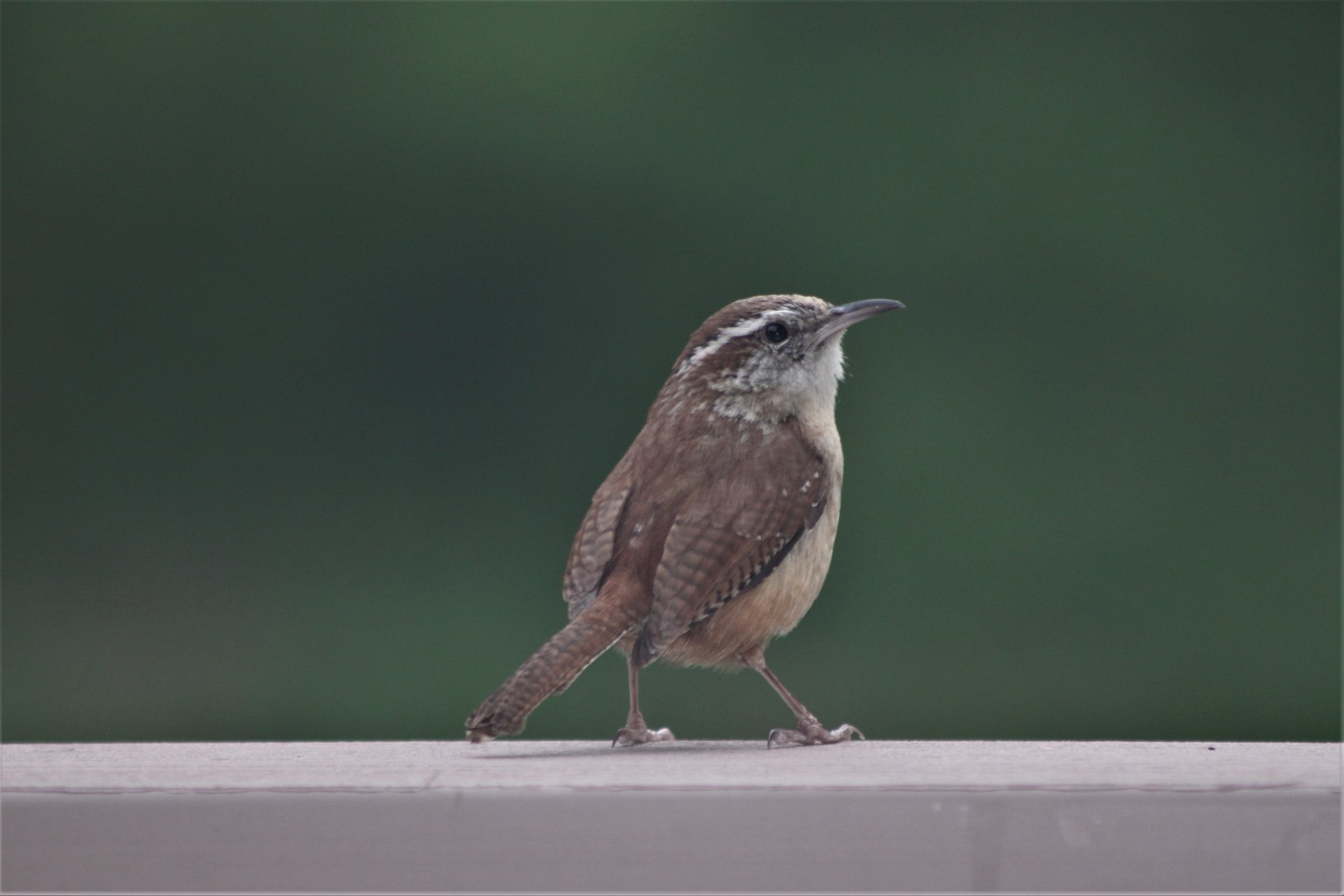 Carolina Wren perched on ledge