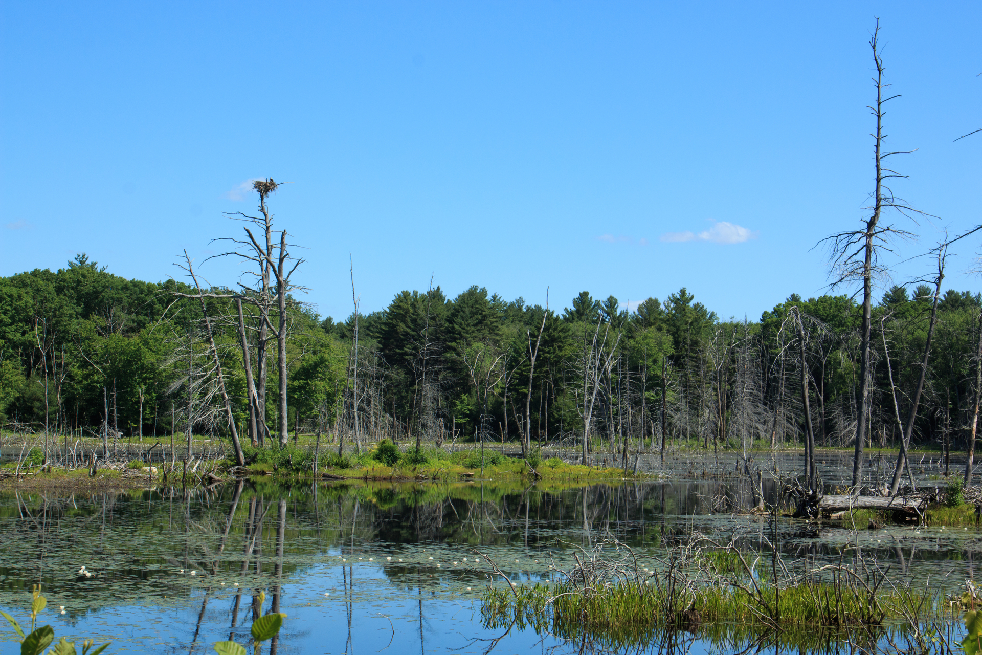 A pond with tall dead trees and green vegetation. A large bird nest is built on one of the dead trees.