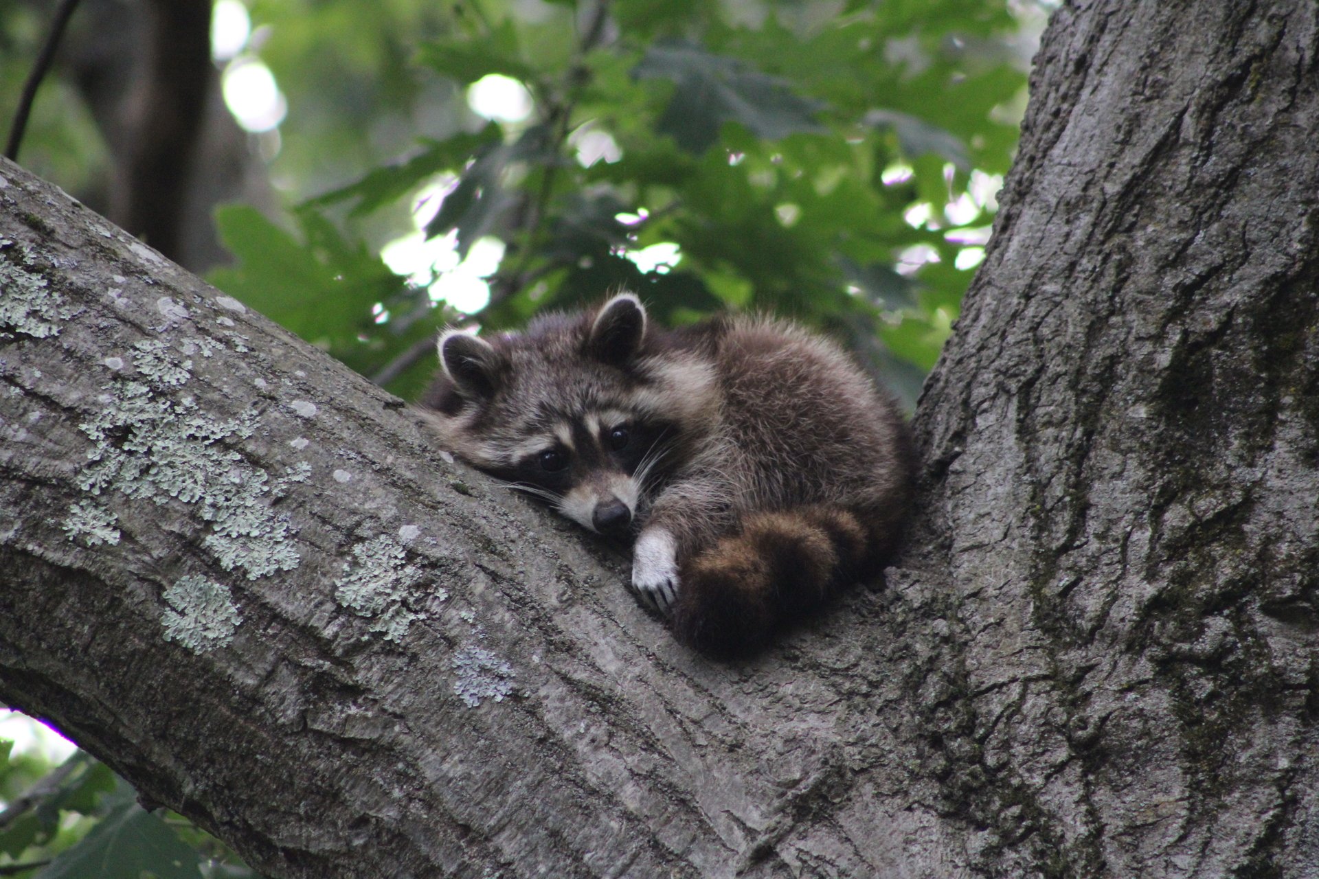 A small raccoon curled up in between two tree branches.