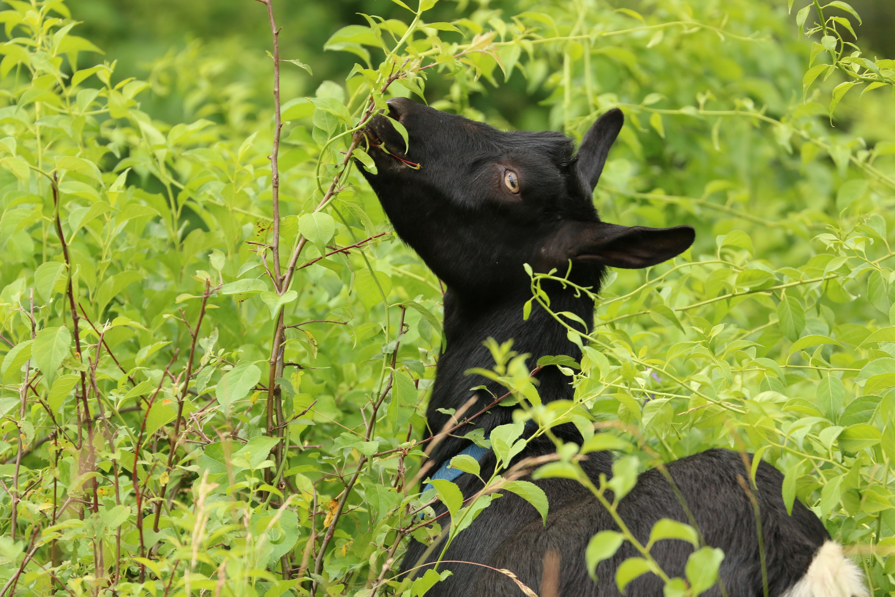 Black goat eating invasive species