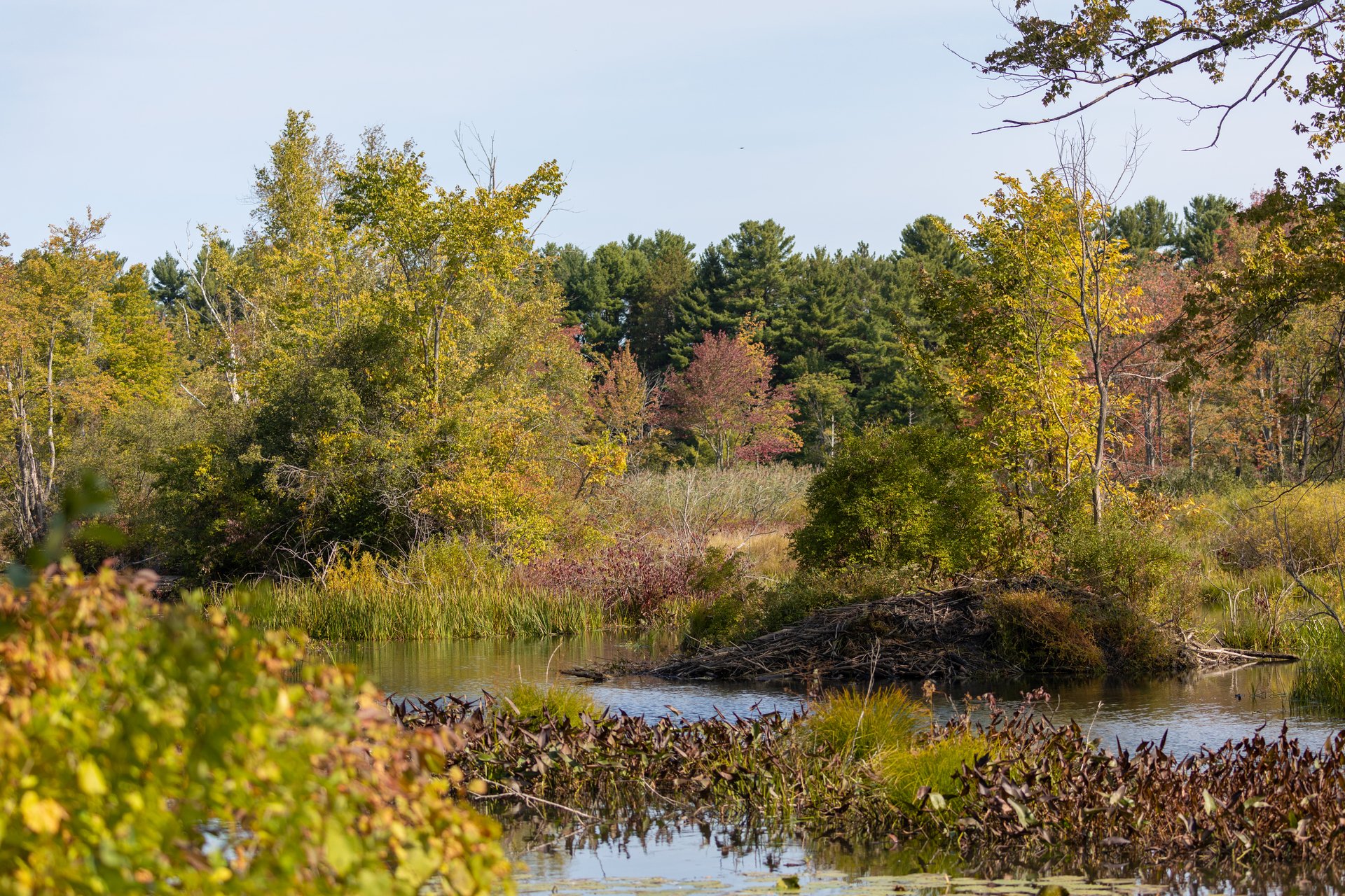 Beaver dam on the bank of a pond. A forest is in the background.