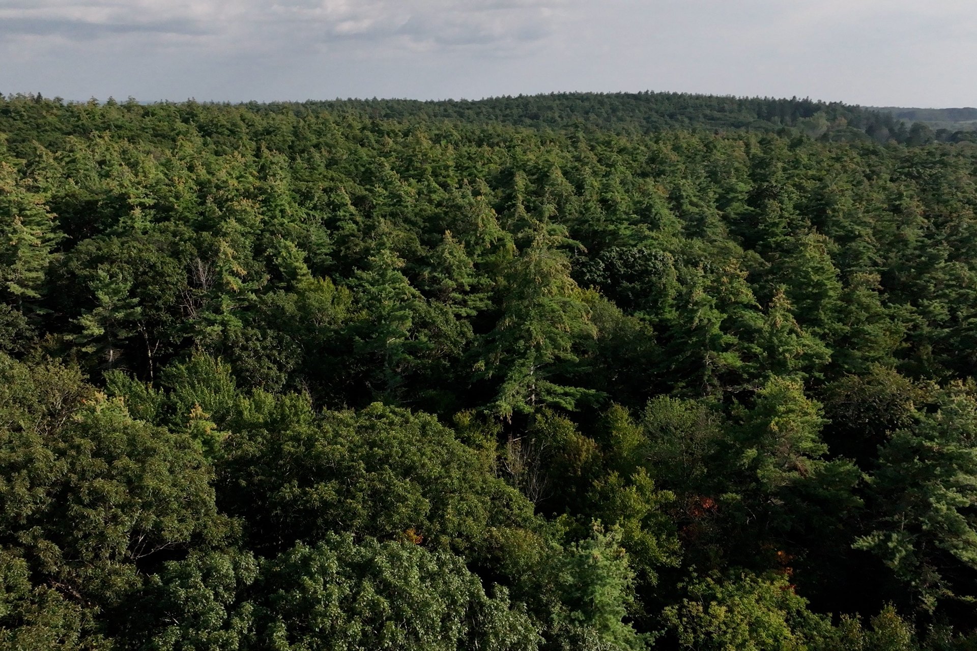 An overhead few of a mixed coniferous-deciduous forest