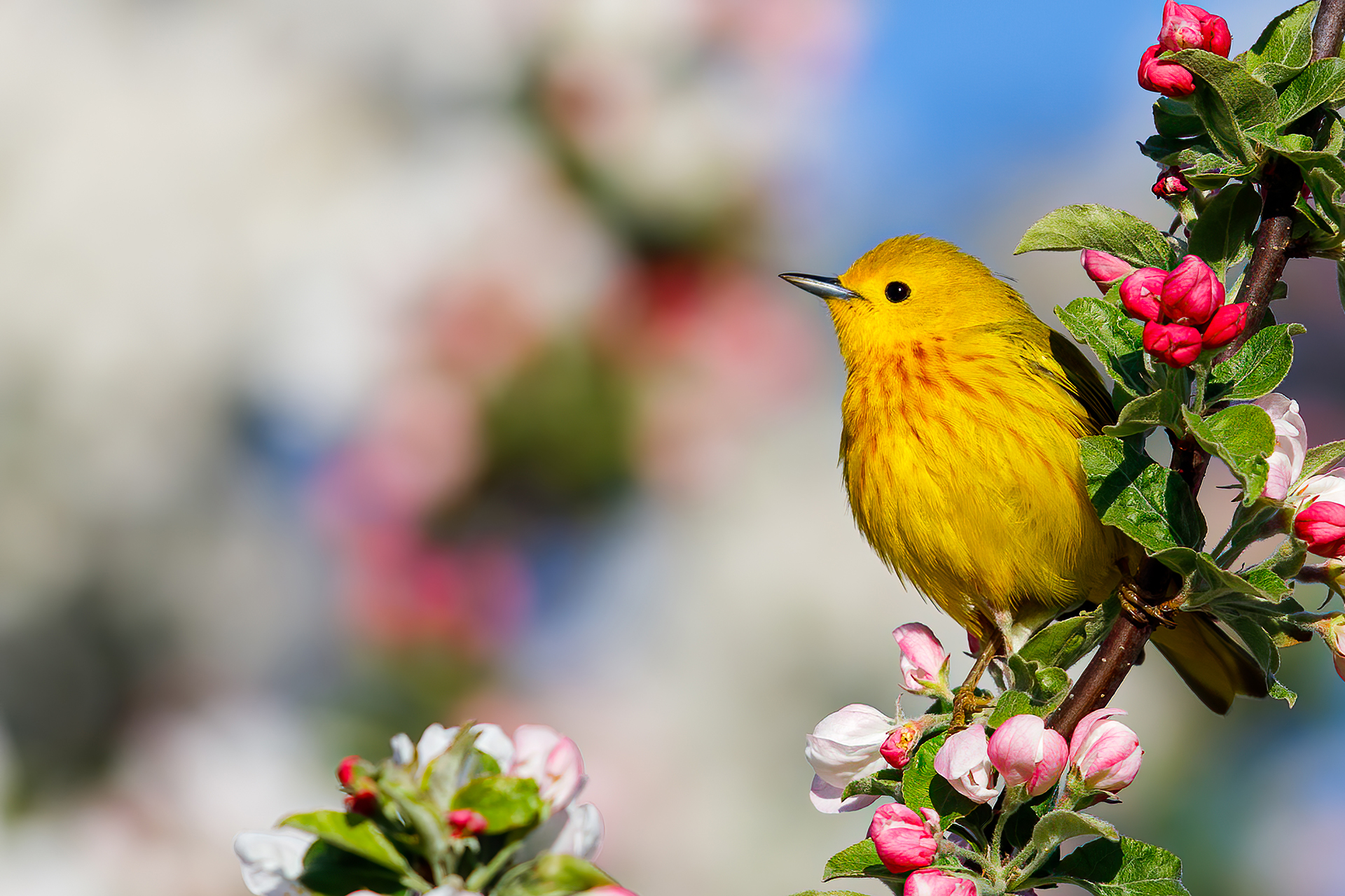 Yellow Warbler on a branch of pink and white flowering buds