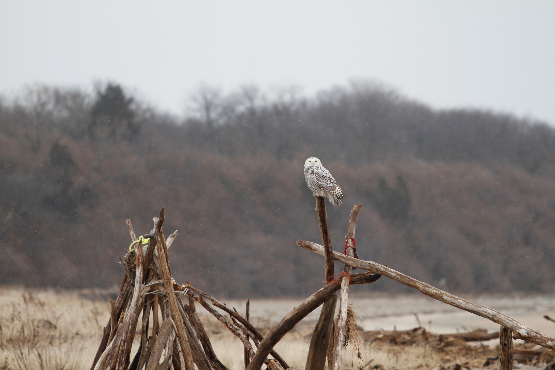 A Snowy Owl on top of some fallen wooden logs making a standing triangle. Bare trees off in the distance.