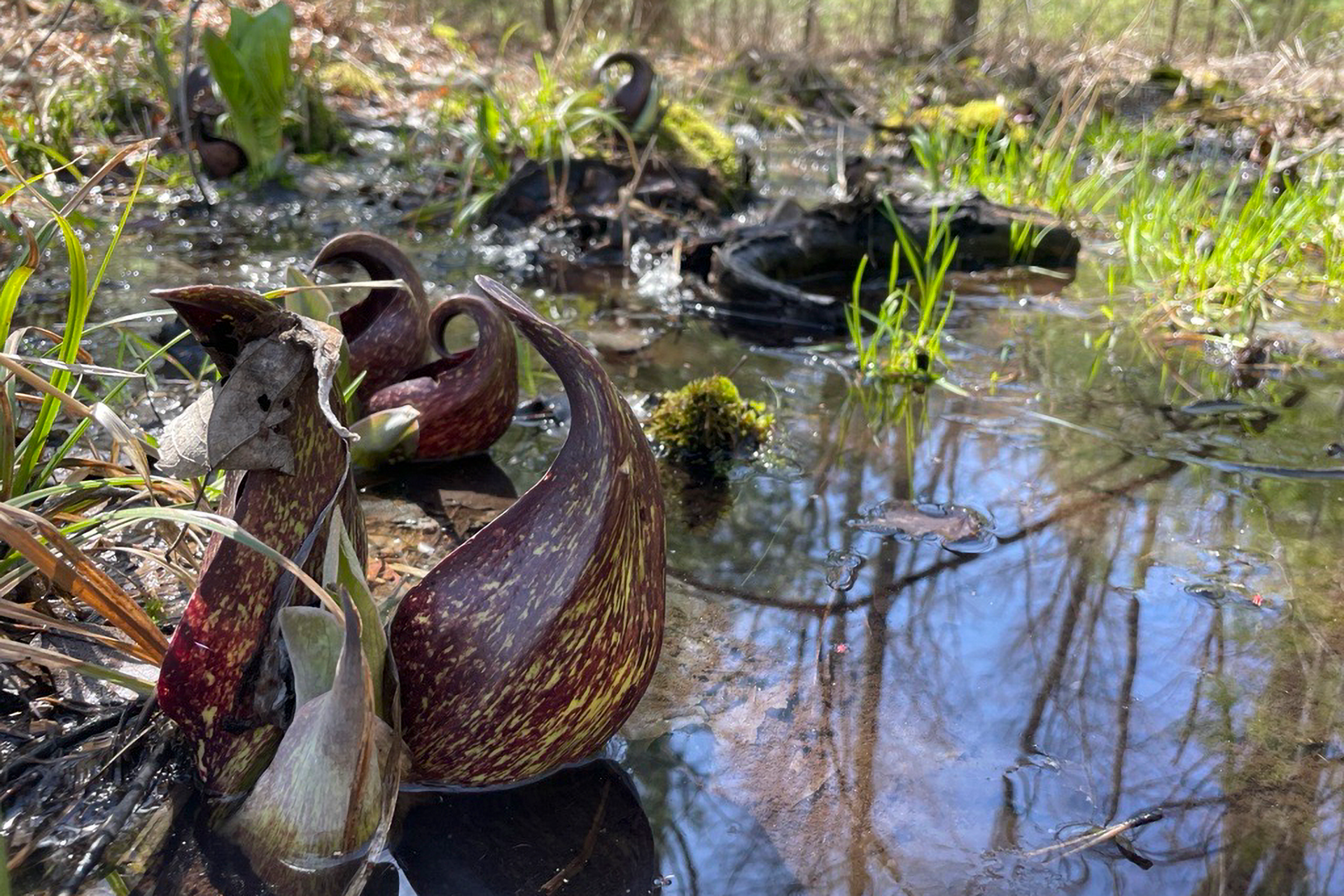 Skunk cabbage at the edge of a pond