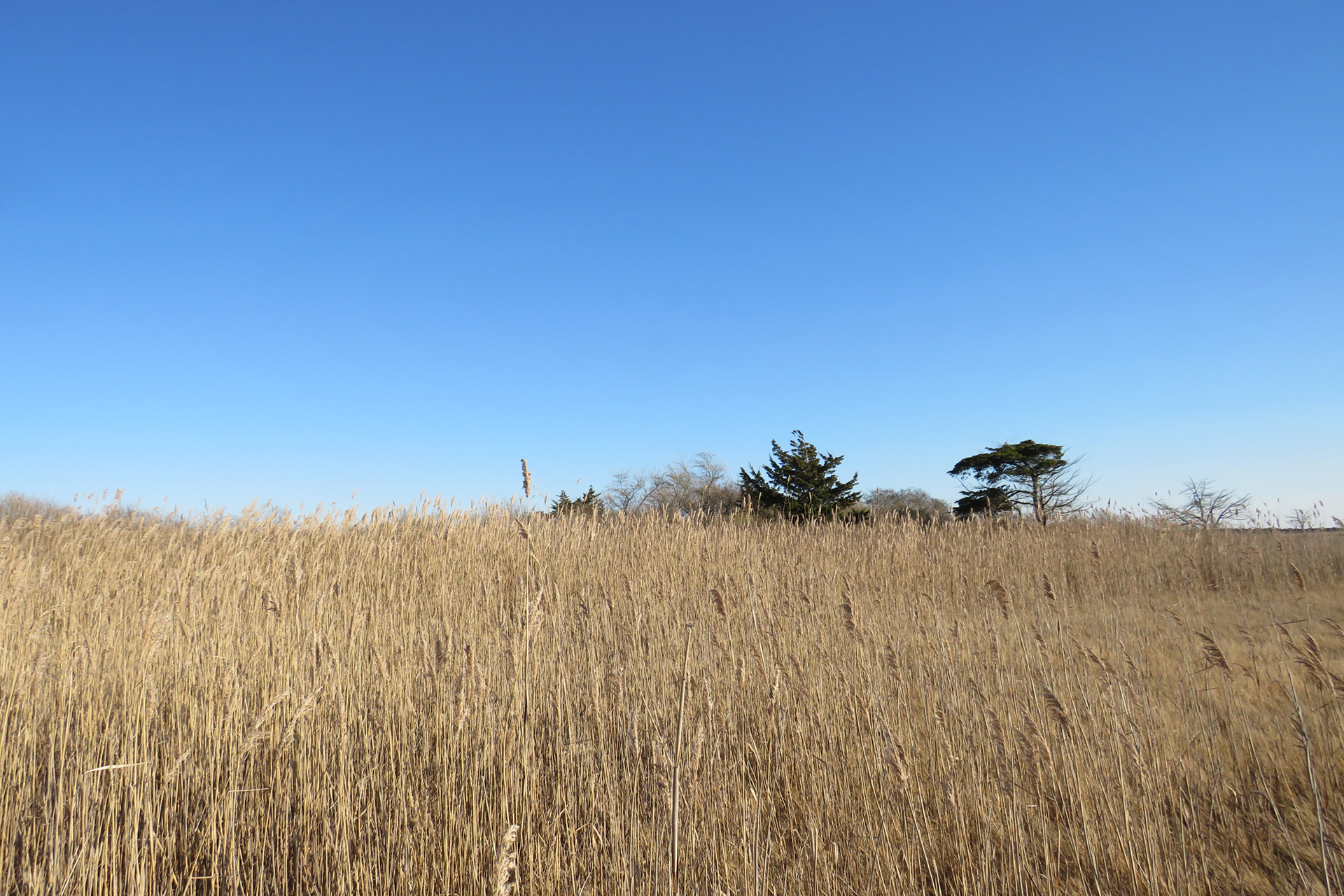 Invasive Phragmites dominating a salt marsh