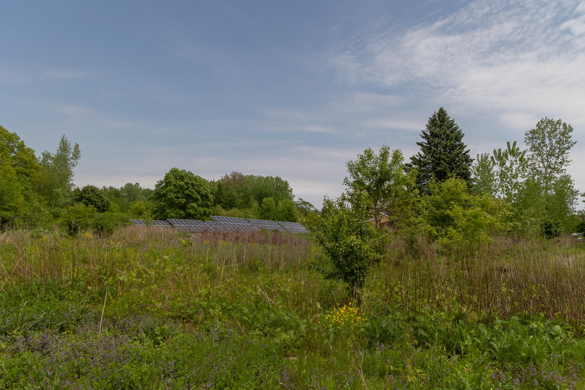 Four solar panels in the middle of tall, green vegetation.