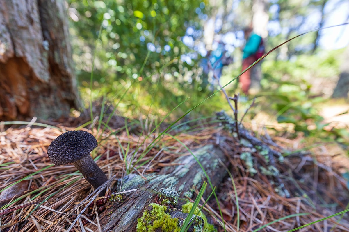 Mushroom at Lost Farm