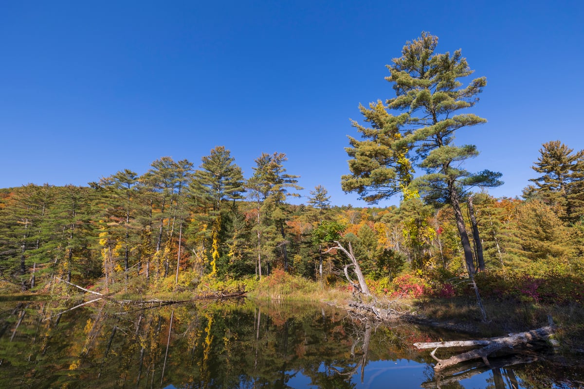 A calm lake reflecting pine trees and fall foliage.