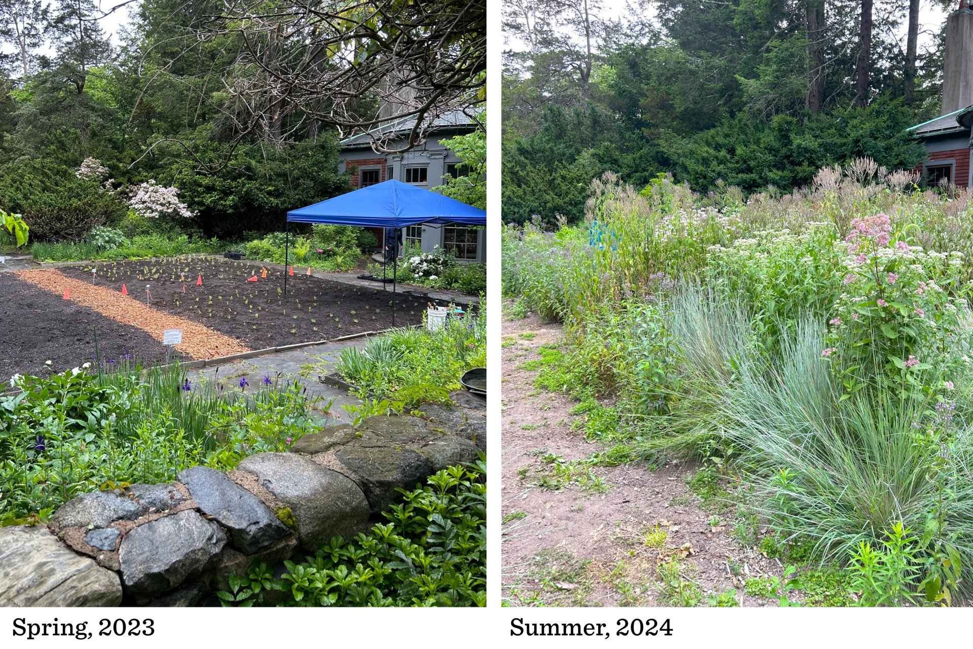 before and after images of garden space