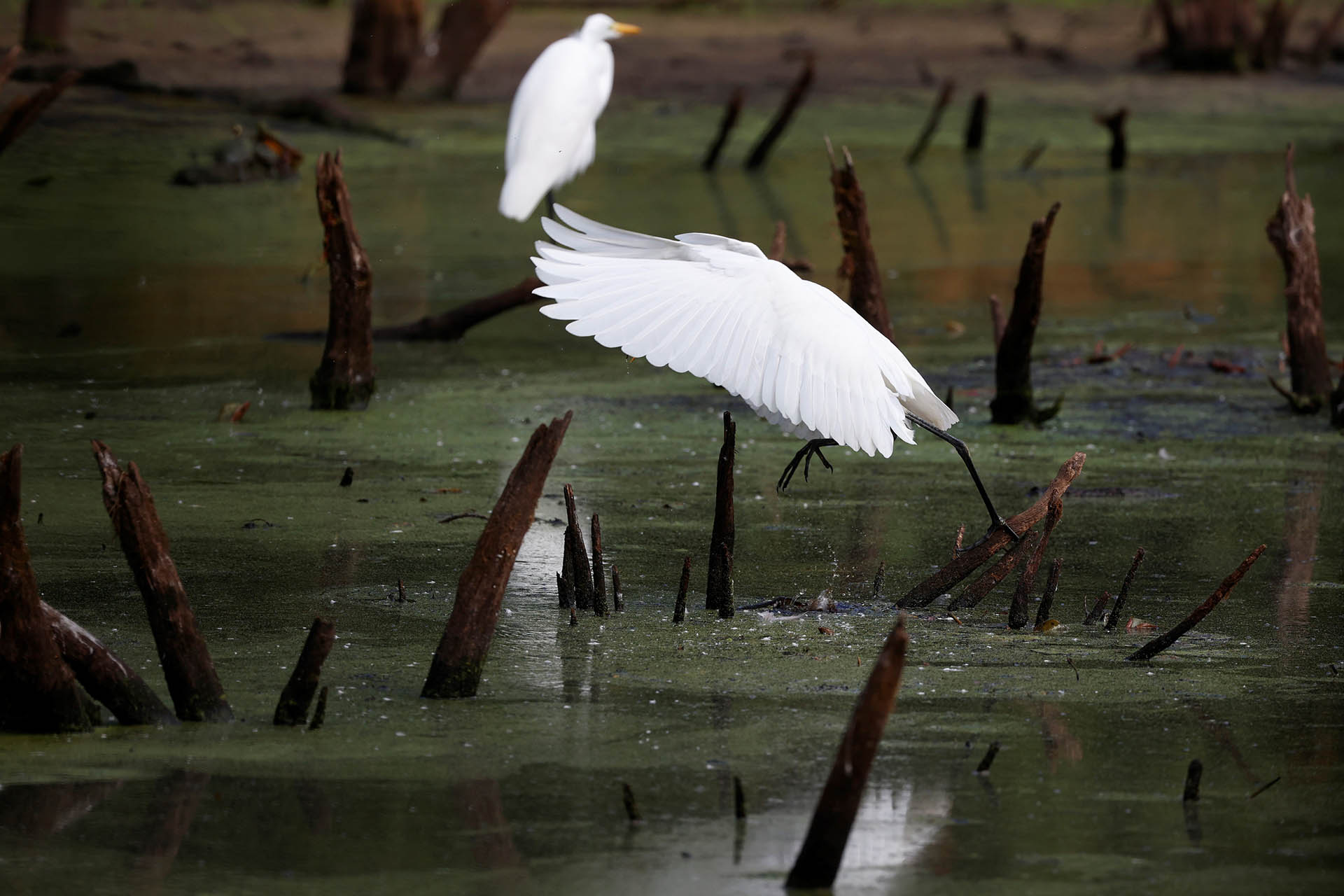 A Great Egret balancing on a log jetting out of marshy waters, its wings in the air. One foot outstreatched to another log.