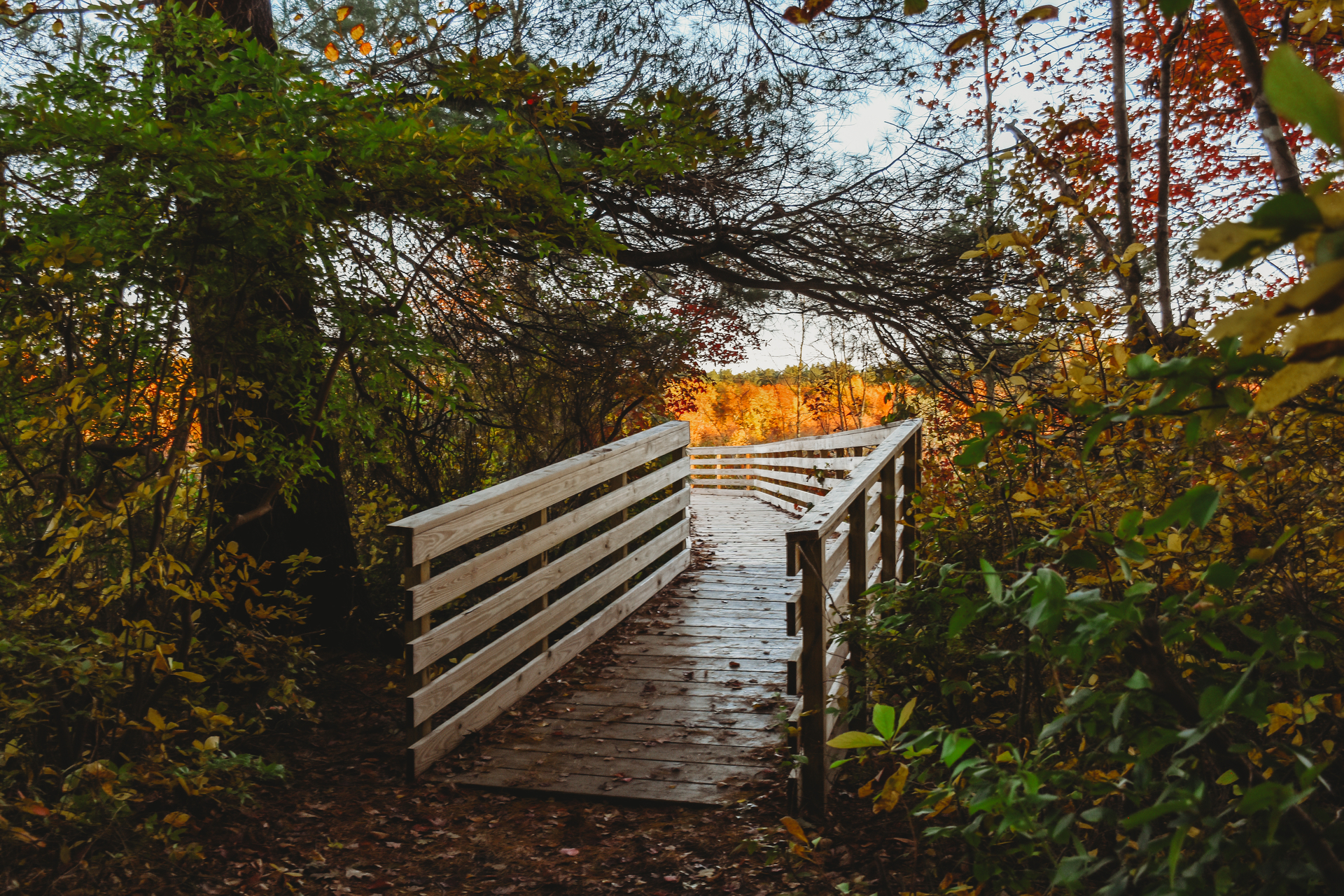 Start of boardwalk trail among fall leaves at Stony Brook